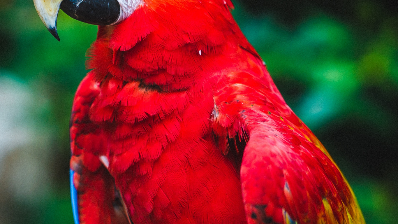 Loro Rojo Amarillo y Azul. Wallpaper in 1366x768 Resolution