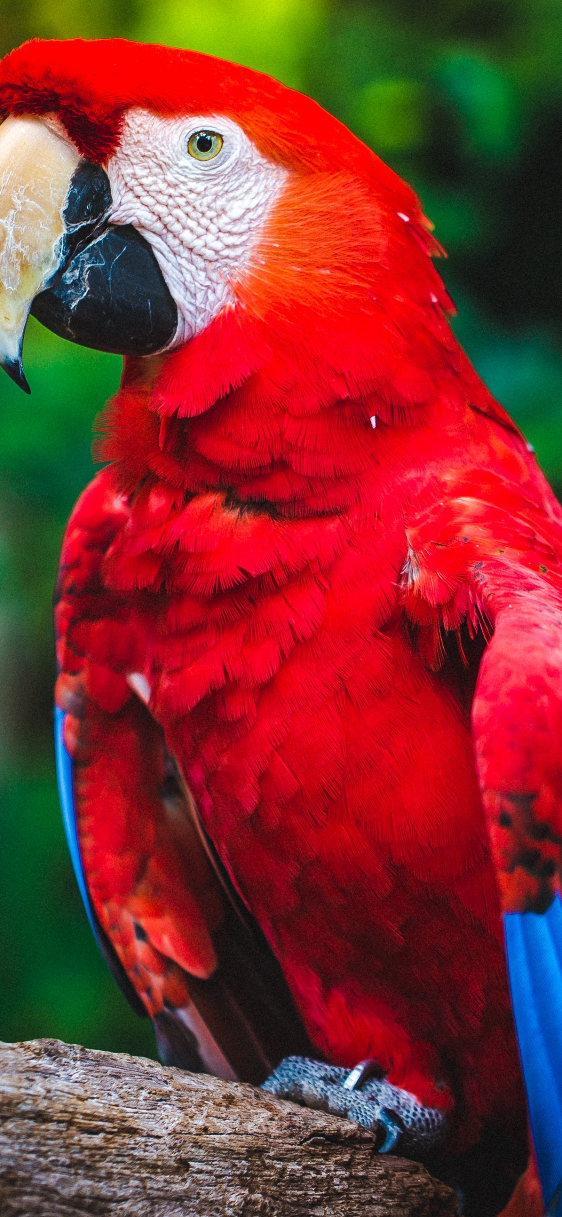 Red Yellow and Blue Parrot. Wallpaper in 1125x2436 Resolution