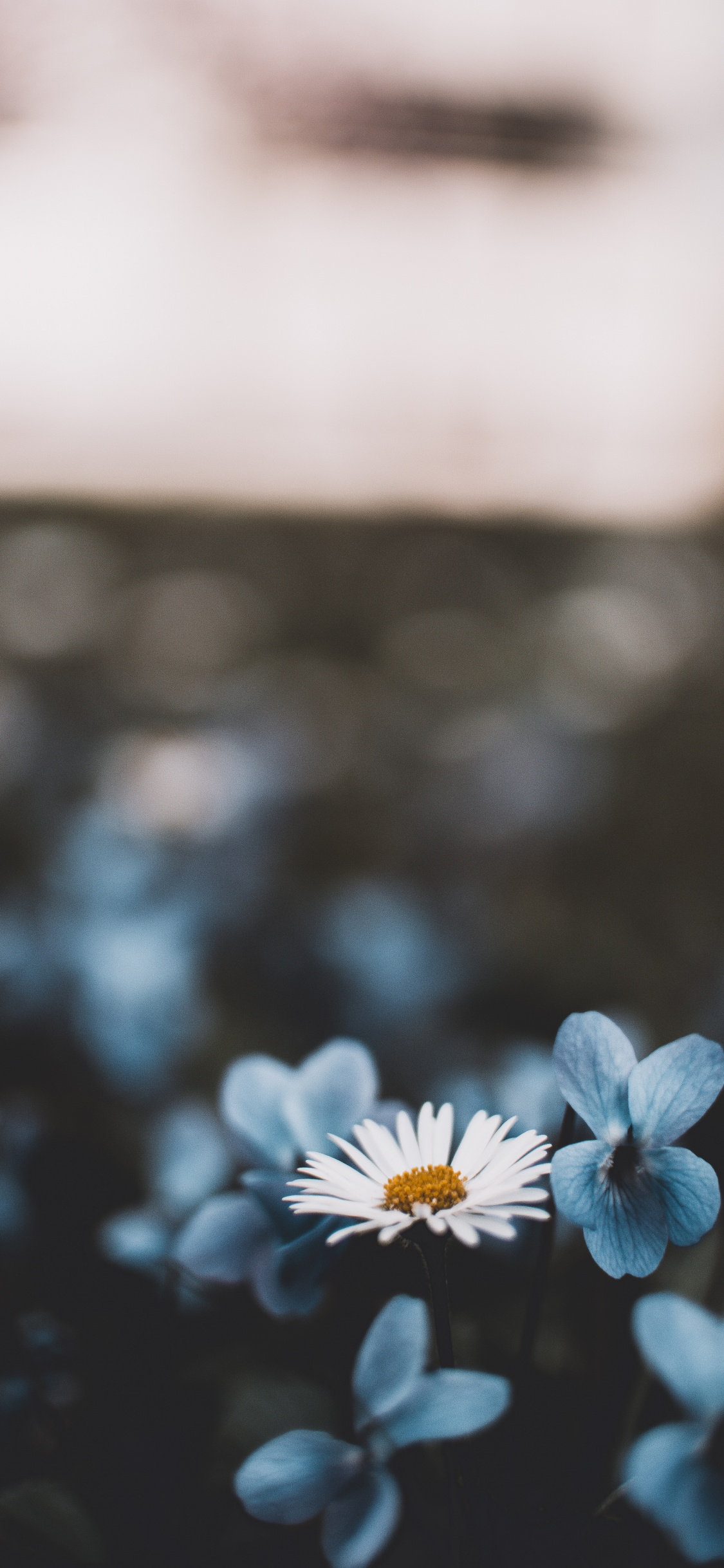 Weiße Und Blaue Blume in Tilt-Shift-Linse. Wallpaper in 1125x2436 Resolution