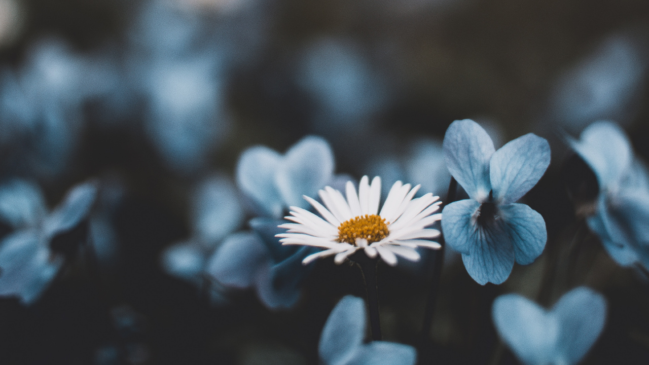 Weiße Und Blaue Blume in Tilt-Shift-Linse. Wallpaper in 1280x720 Resolution
