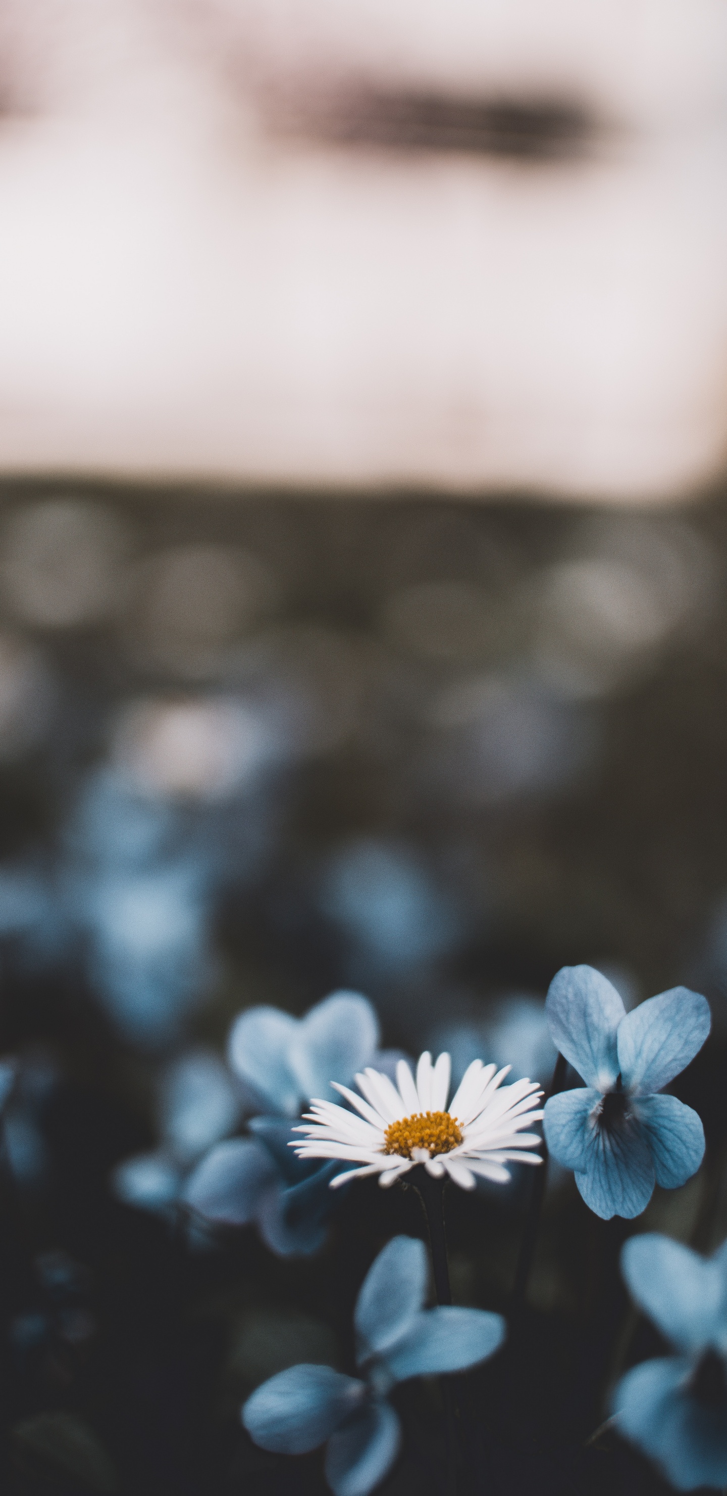 Download 1440x2960 Wallpaper White and Blue Flower in Tilt Shift Lens White and Blue Flower in Tilt Shift Lens. Wallpaper in 1440x2960 Resolution