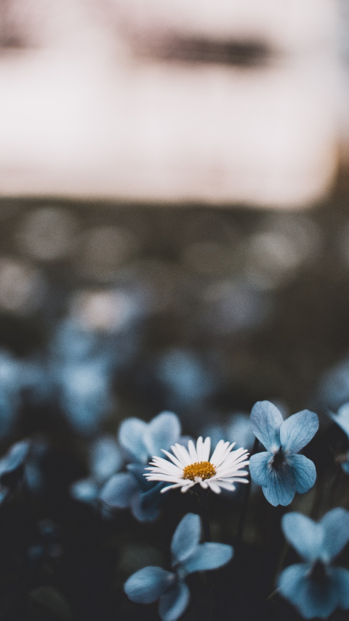 White and Blue Flower in Tilt Shift Lens. Wallpaper in 720x1280 Resolution