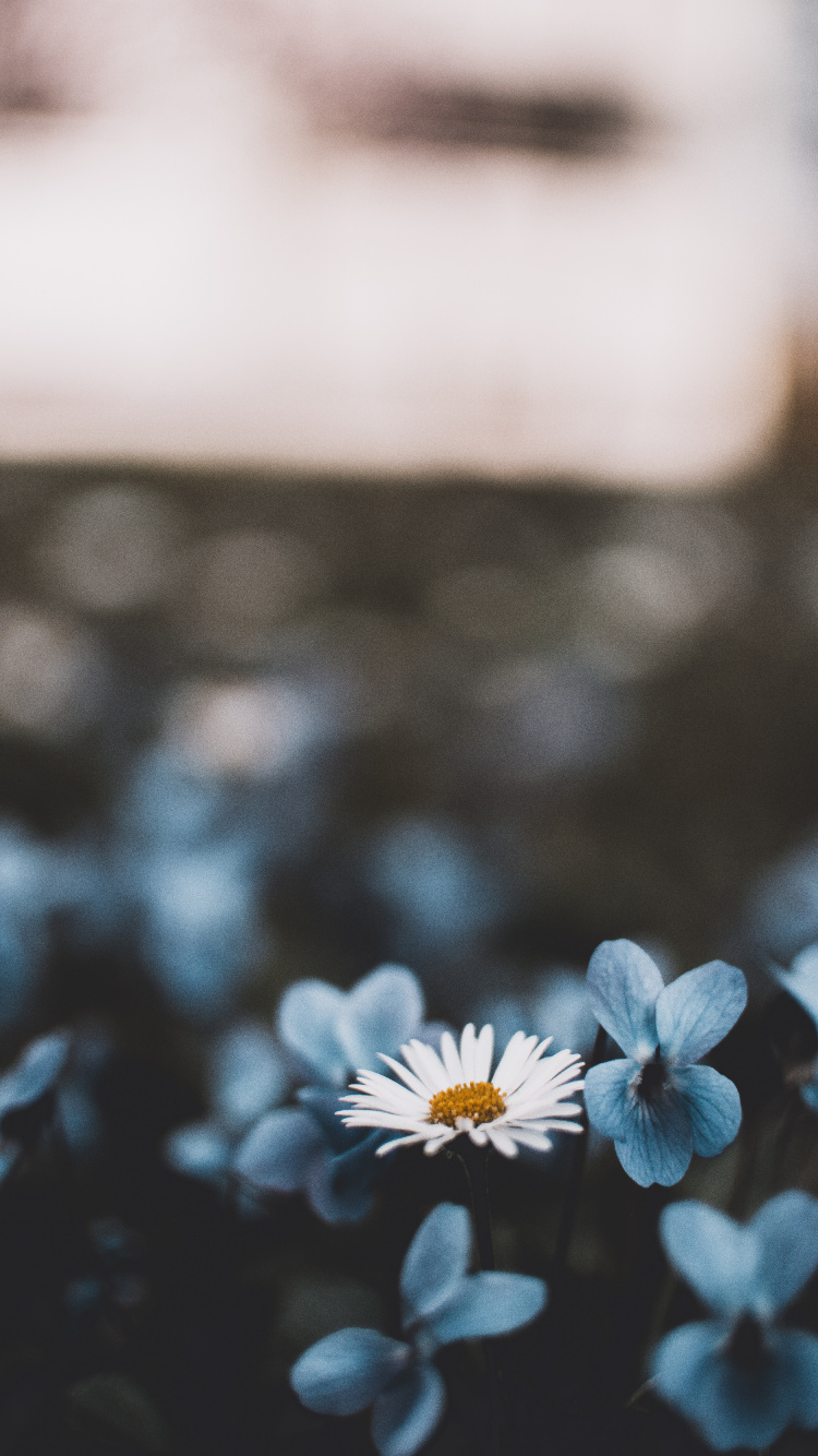 Download 750x1334 Wallpaper White and Blue Flower in Tilt Shift Lens White and Blue Flower in Tilt Shift Lens. Wallpaper in 750x1334 Resolution