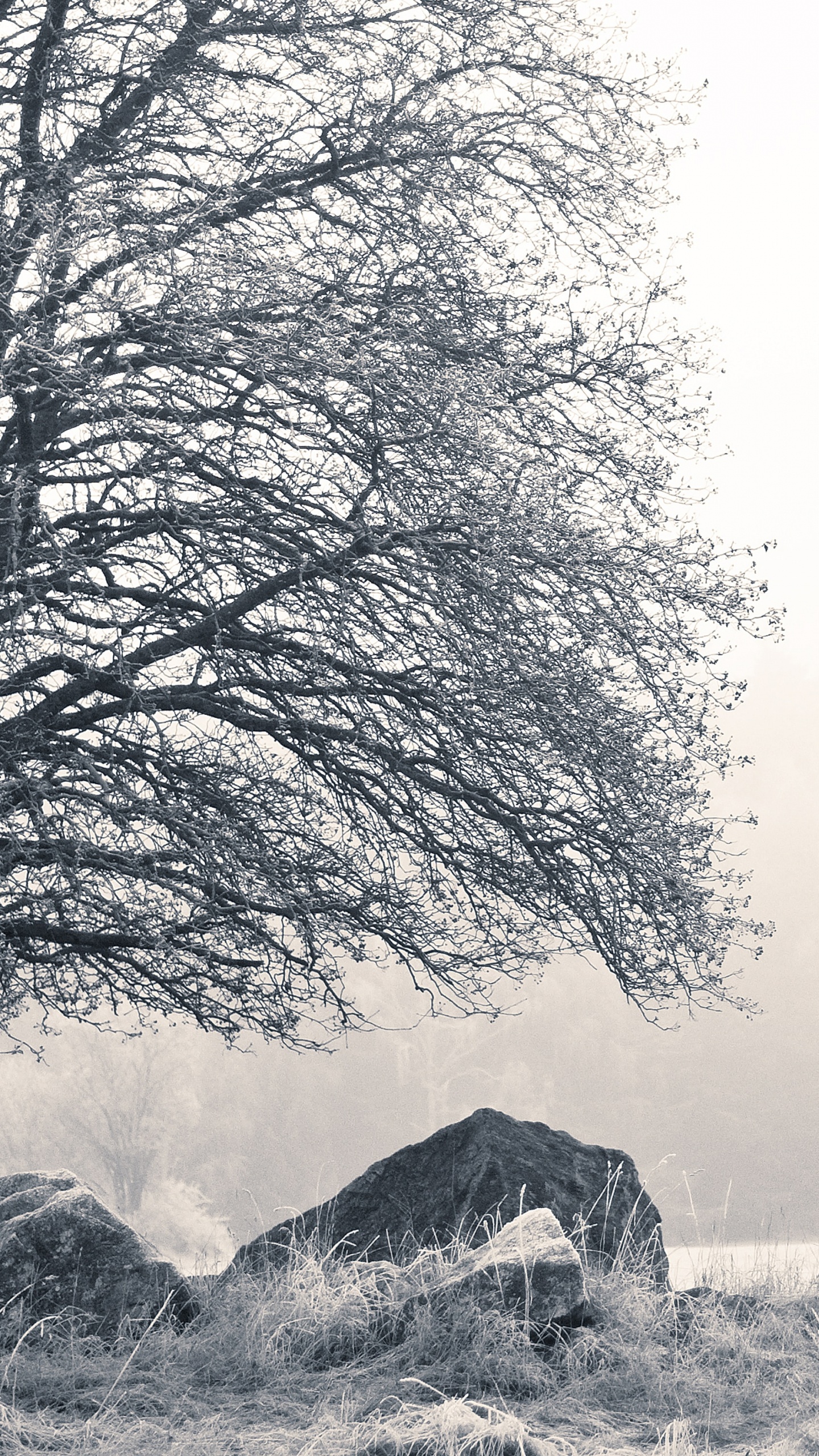 Natur, Schwarz Und Weiß, Schweden, Naturlandschaft, Winter. Wallpaper in 1440x2560 Resolution