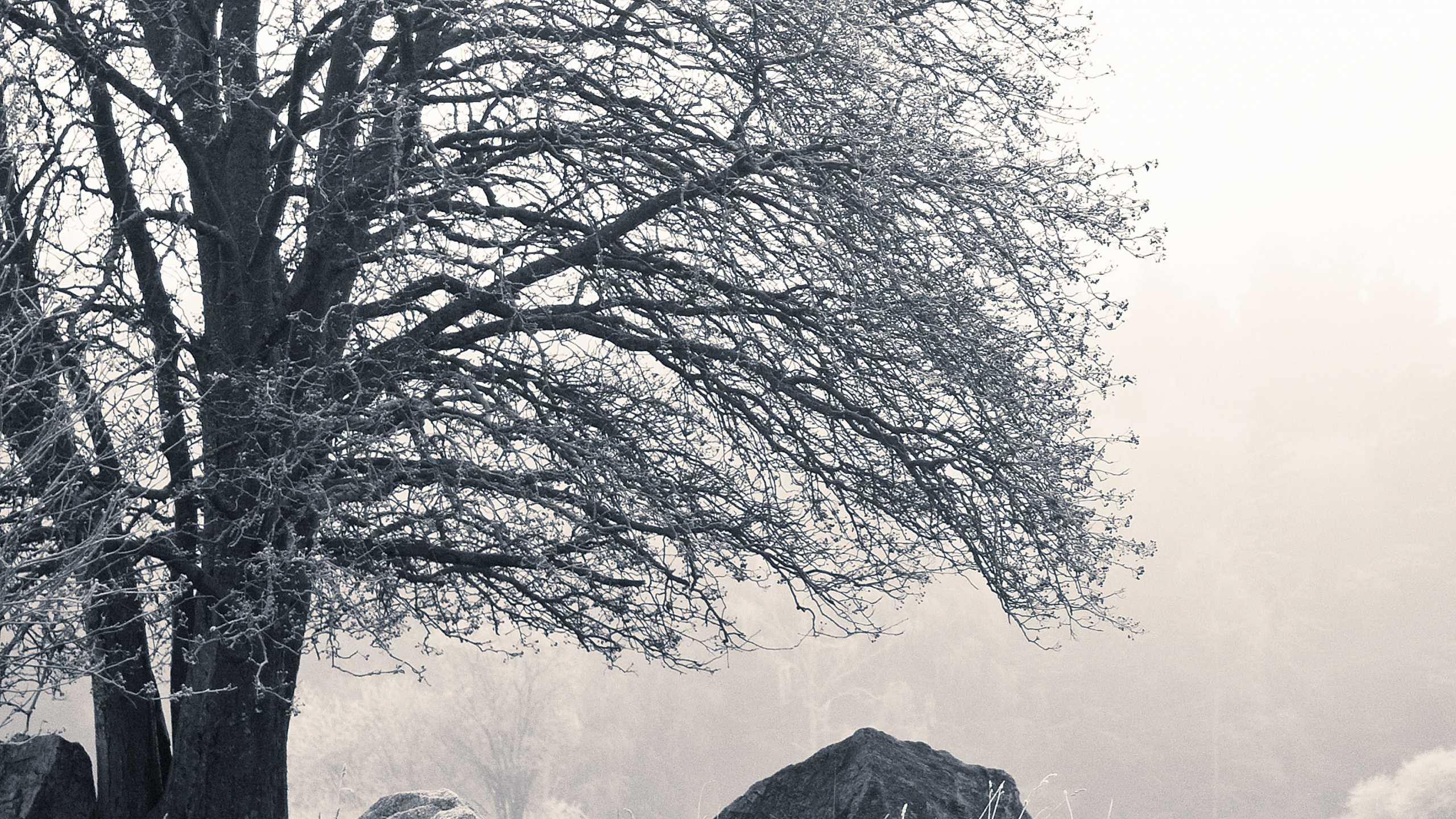 Nature, Cottage, Black and White, Sweden, Natural Landscape. Wallpaper in 2560x1440 Resolution