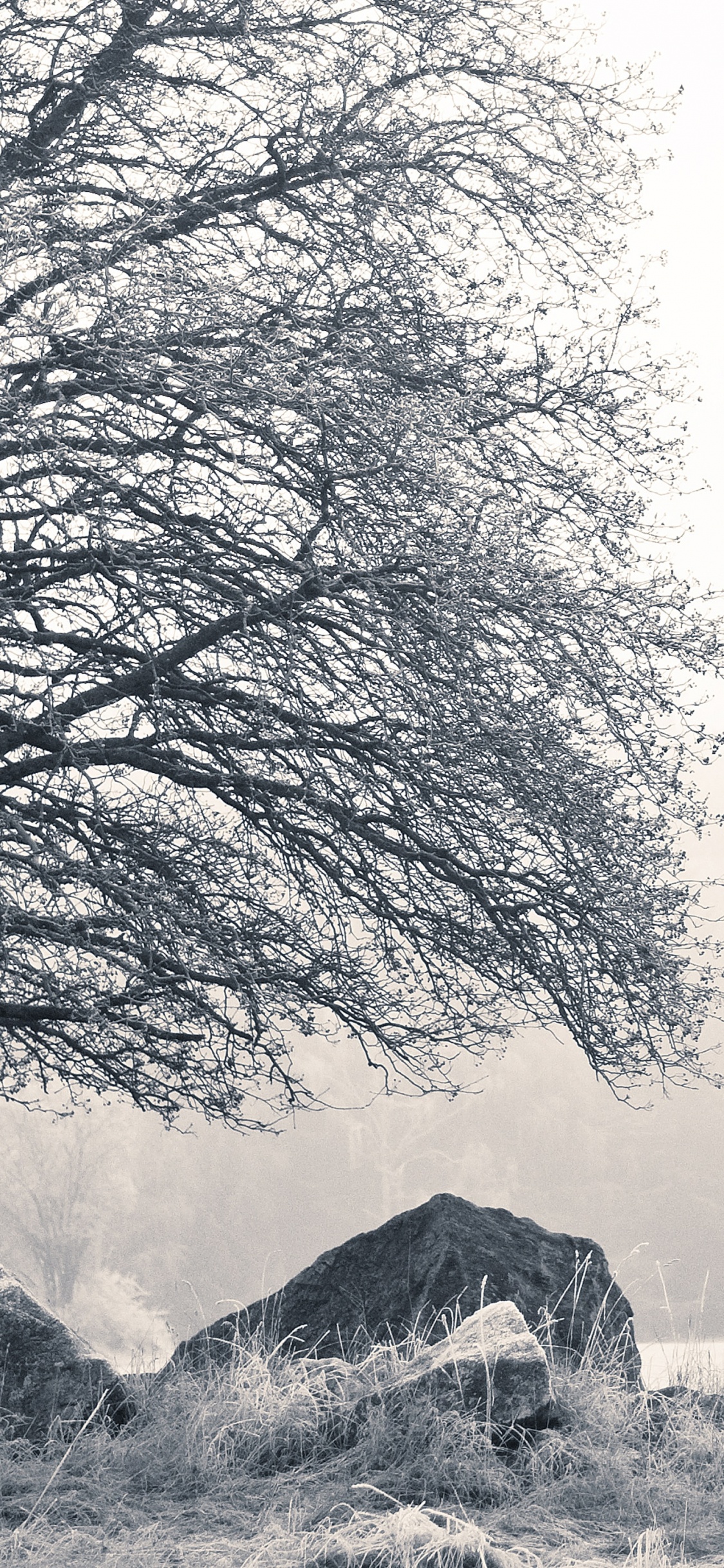 Nature, Cottage, Noir et Blanc, Suède, Paysage Naturel. Wallpaper in 1125x2436 Resolution