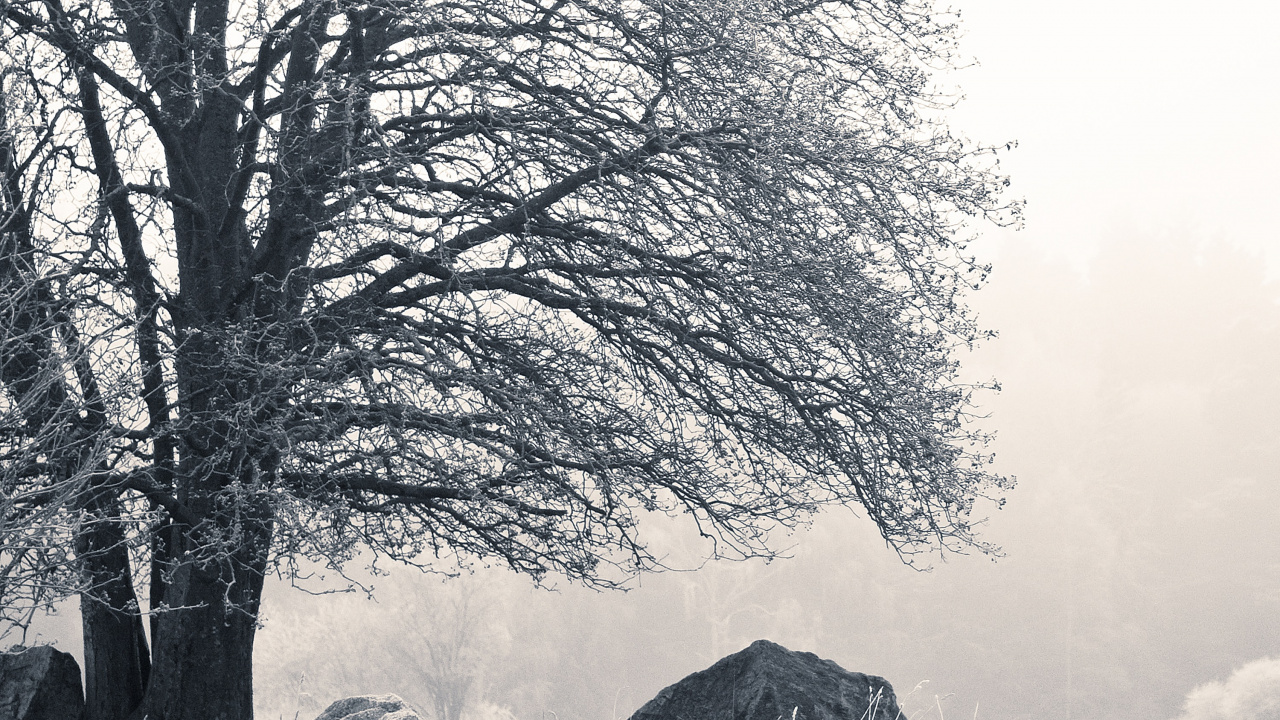 Nature, Cottage, Noir et Blanc, Suède, Paysage Naturel. Wallpaper in 1280x720 Resolution