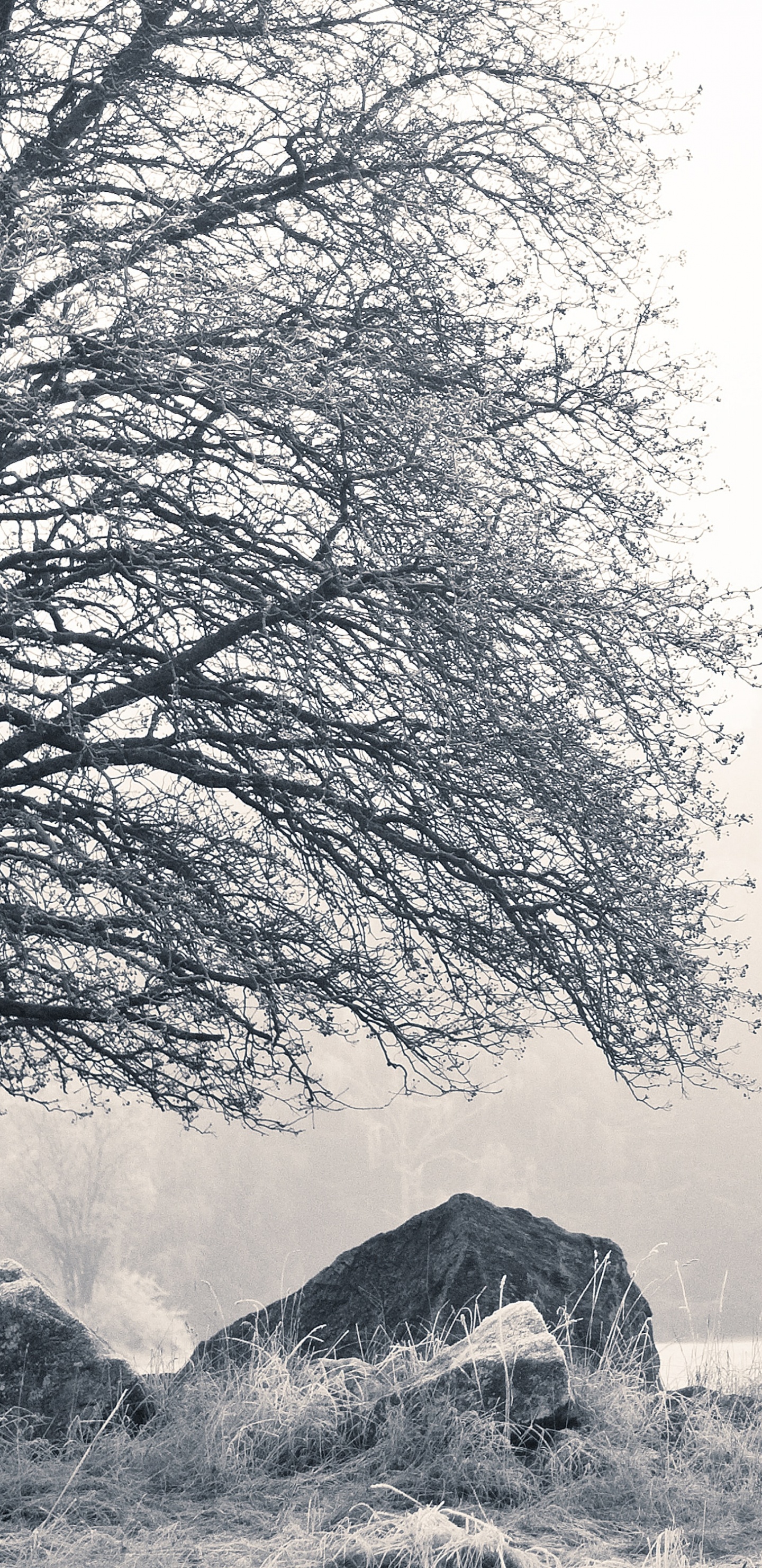 Nature, Cottage, Noir et Blanc, Suède, Paysage Naturel. Wallpaper in 1440x2960 Resolution