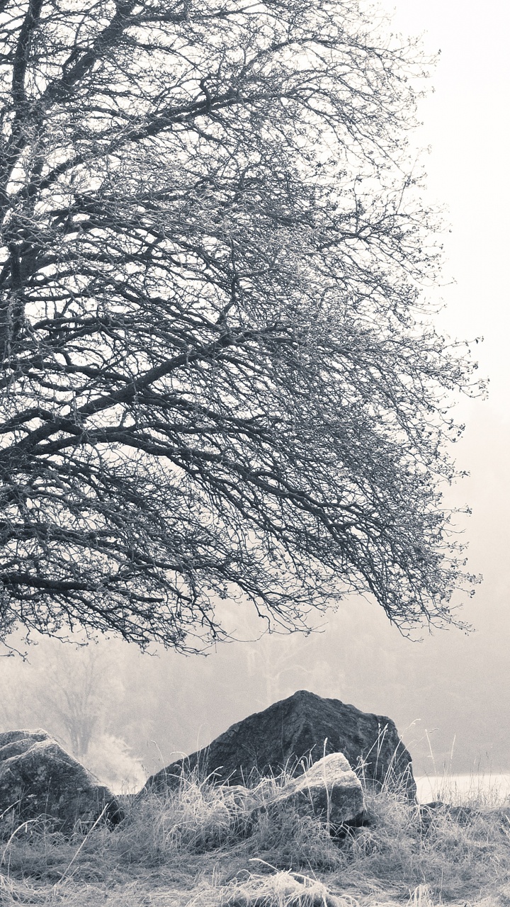 Nature, Cottage, Noir et Blanc, Suède, Paysage Naturel. Wallpaper in 720x1280 Resolution