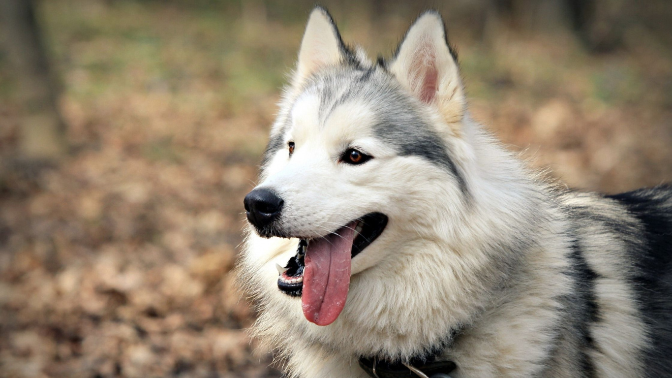 White and Black Siberian Husky. Wallpaper in 1366x768 Resolution