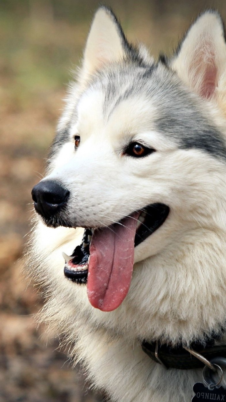 White and Black Siberian Husky. Wallpaper in 720x1280 Resolution