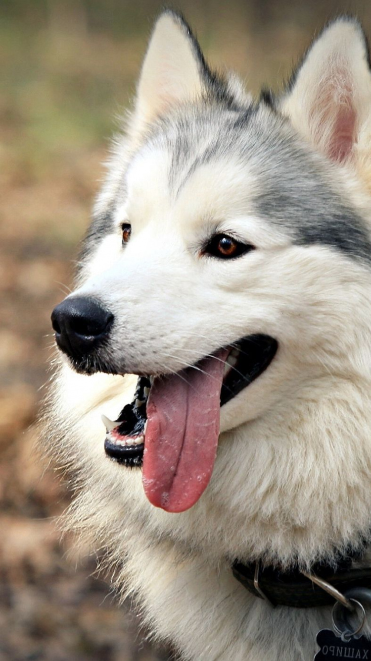 Weißer Und Schwarzer Sibirischer Husky. Wallpaper in 750x1334 Resolution