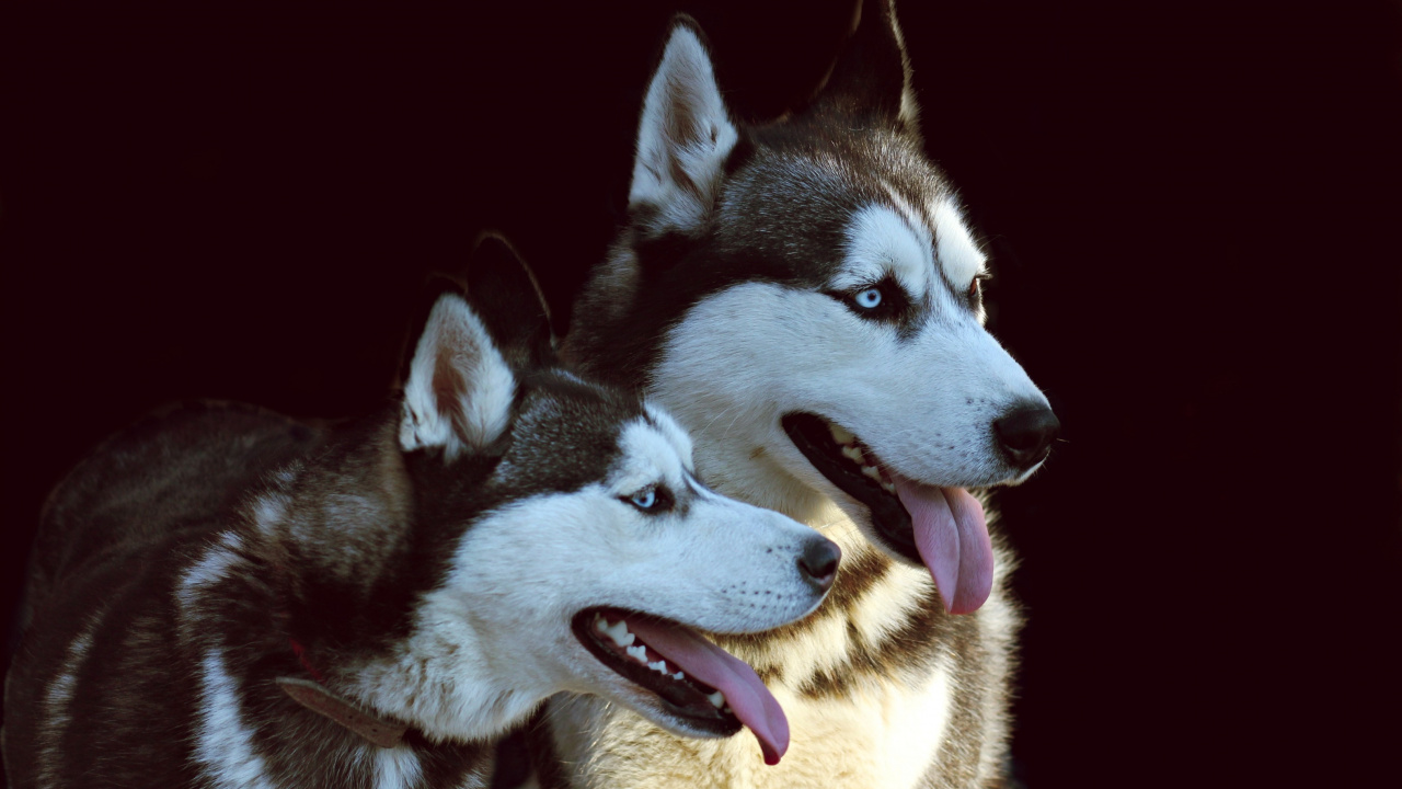 Black and White Siberian Husky. Wallpaper in 1280x720 Resolution