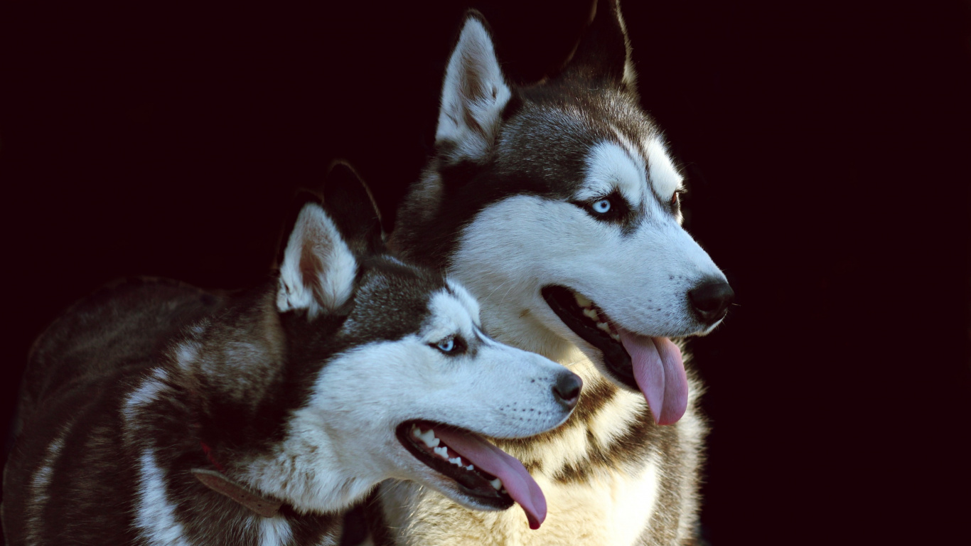 Black and White Siberian Husky. Wallpaper in 1366x768 Resolution