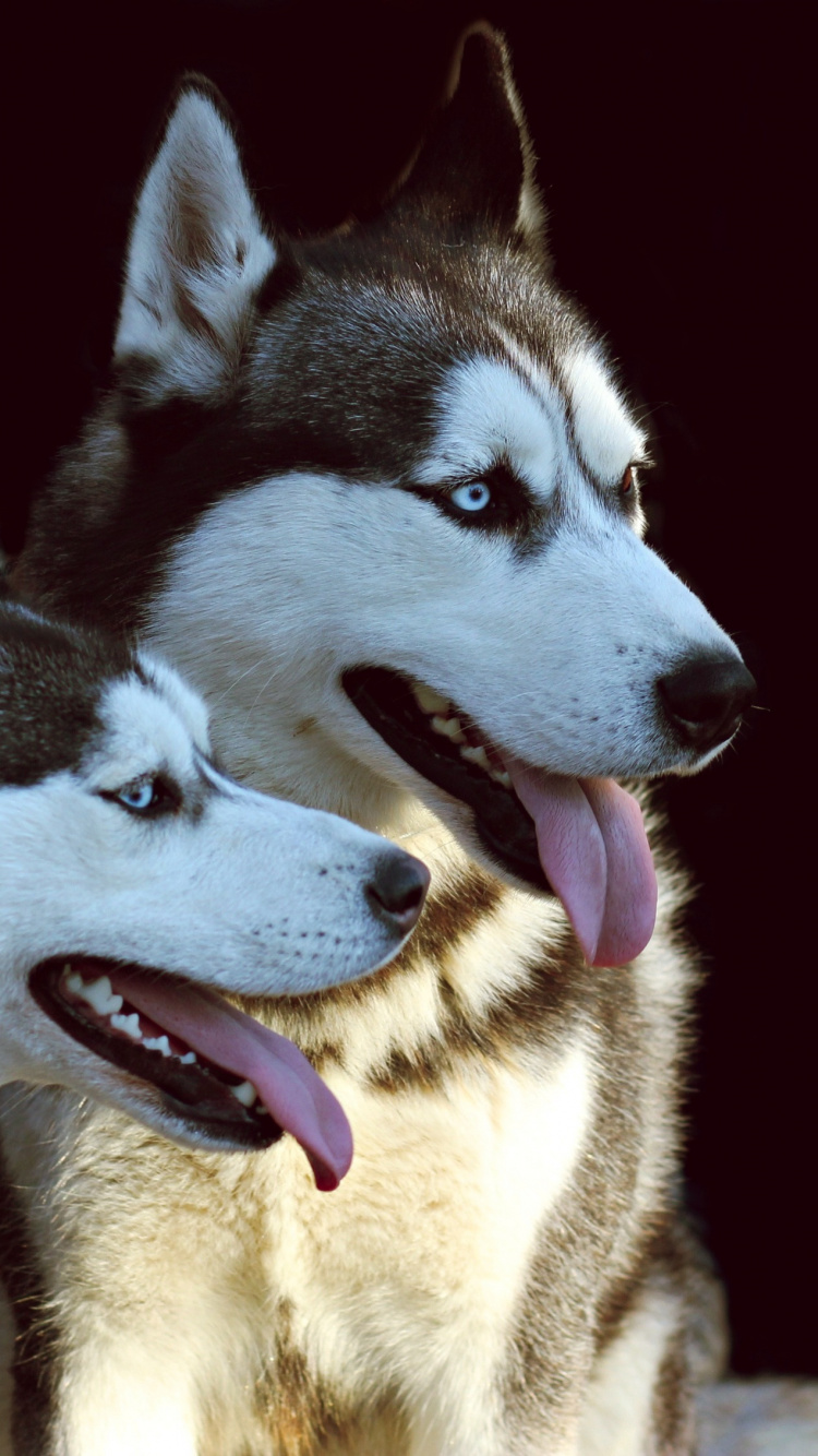 Black and White Siberian Husky. Wallpaper in 750x1334 Resolution