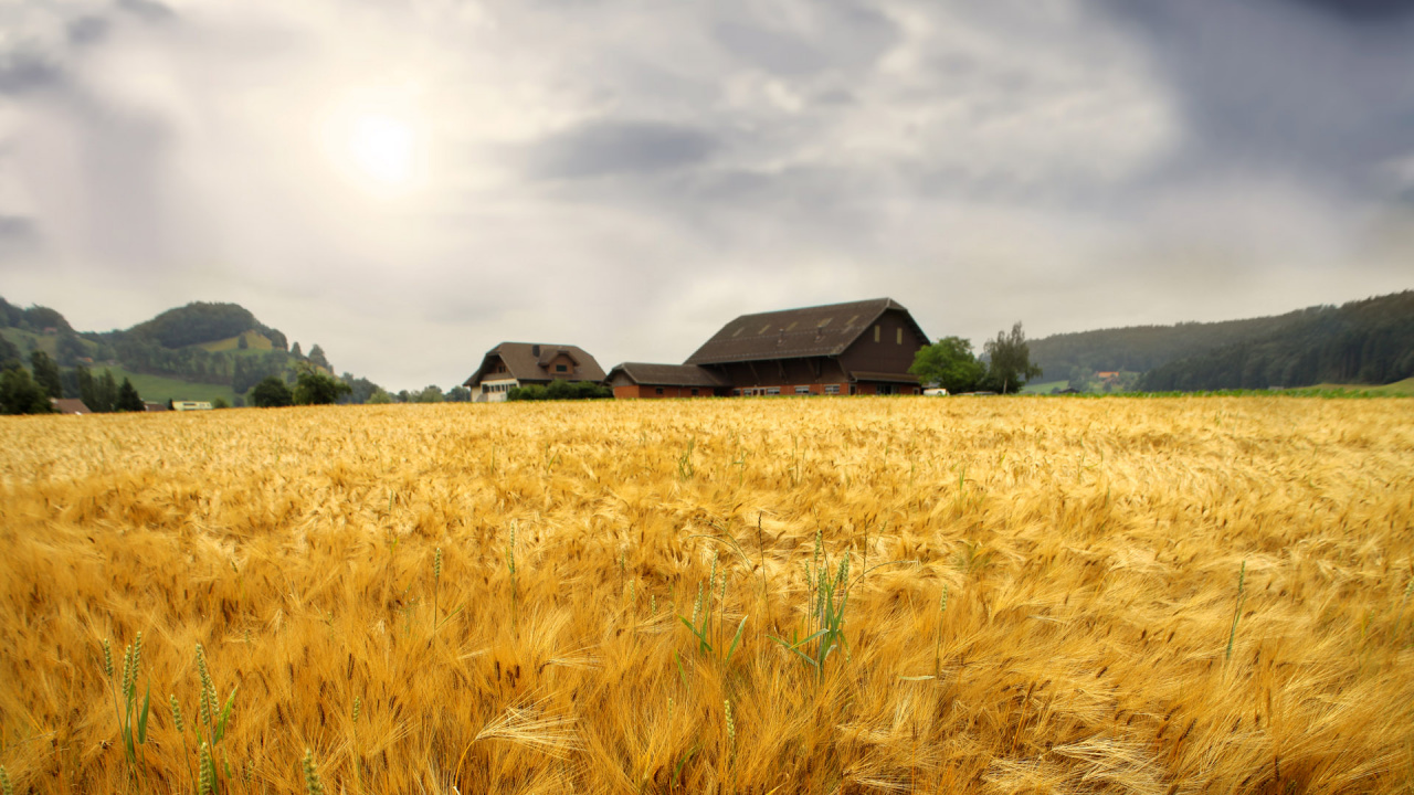 Brown Wooden House on Green Grass Field Under Gray Clouds. Wallpaper in 1280x720 Resolution