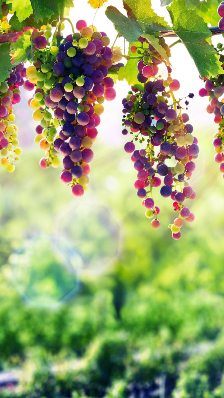 Grape, Lavender, Flower, Green, Plant Wallpaper for IPhone 6, 6S, 7, 8