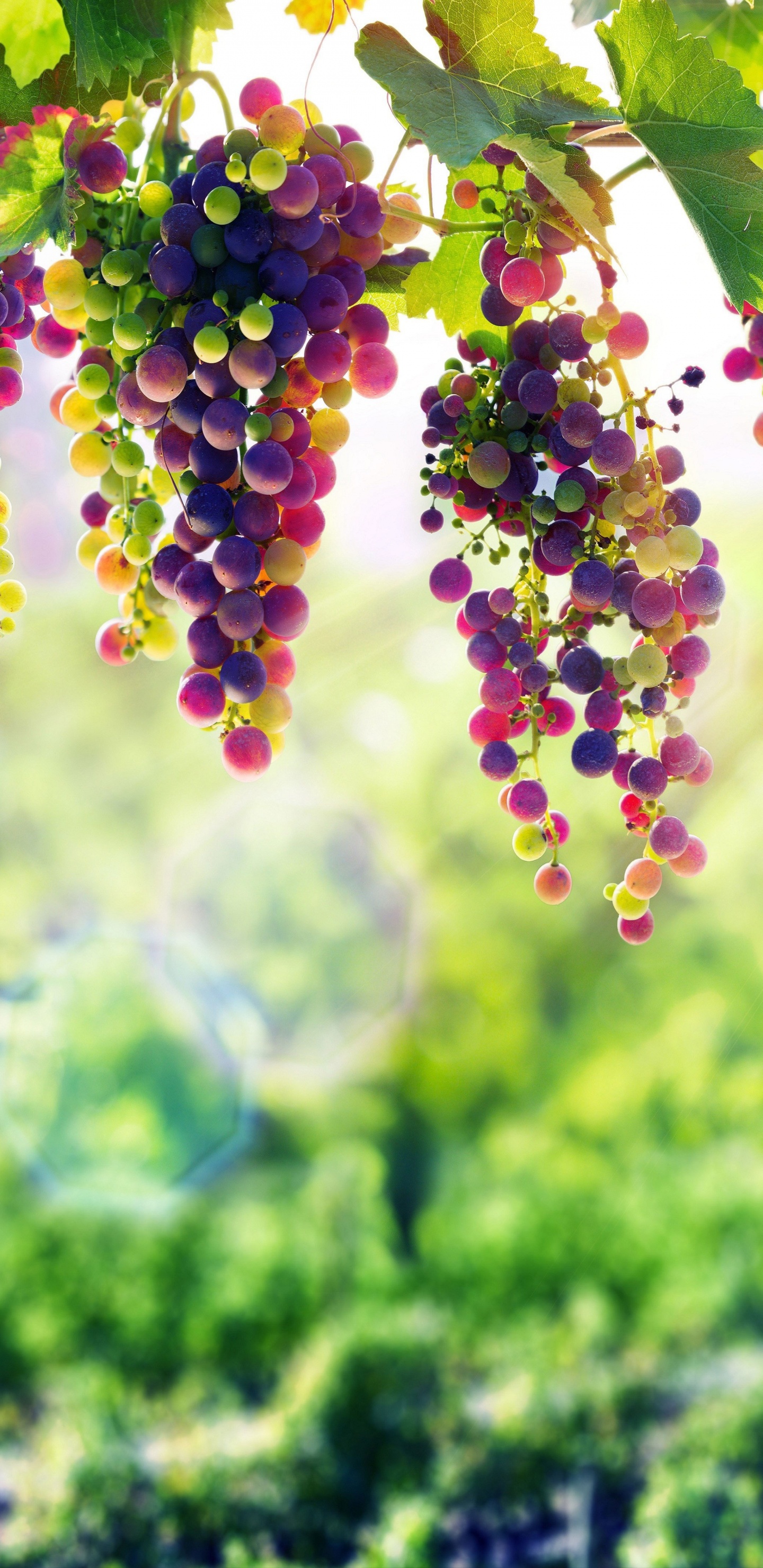 Uva, Lavanda, Verde, la Botánica, Primavera. Wallpaper in 1440x2960 Resolution