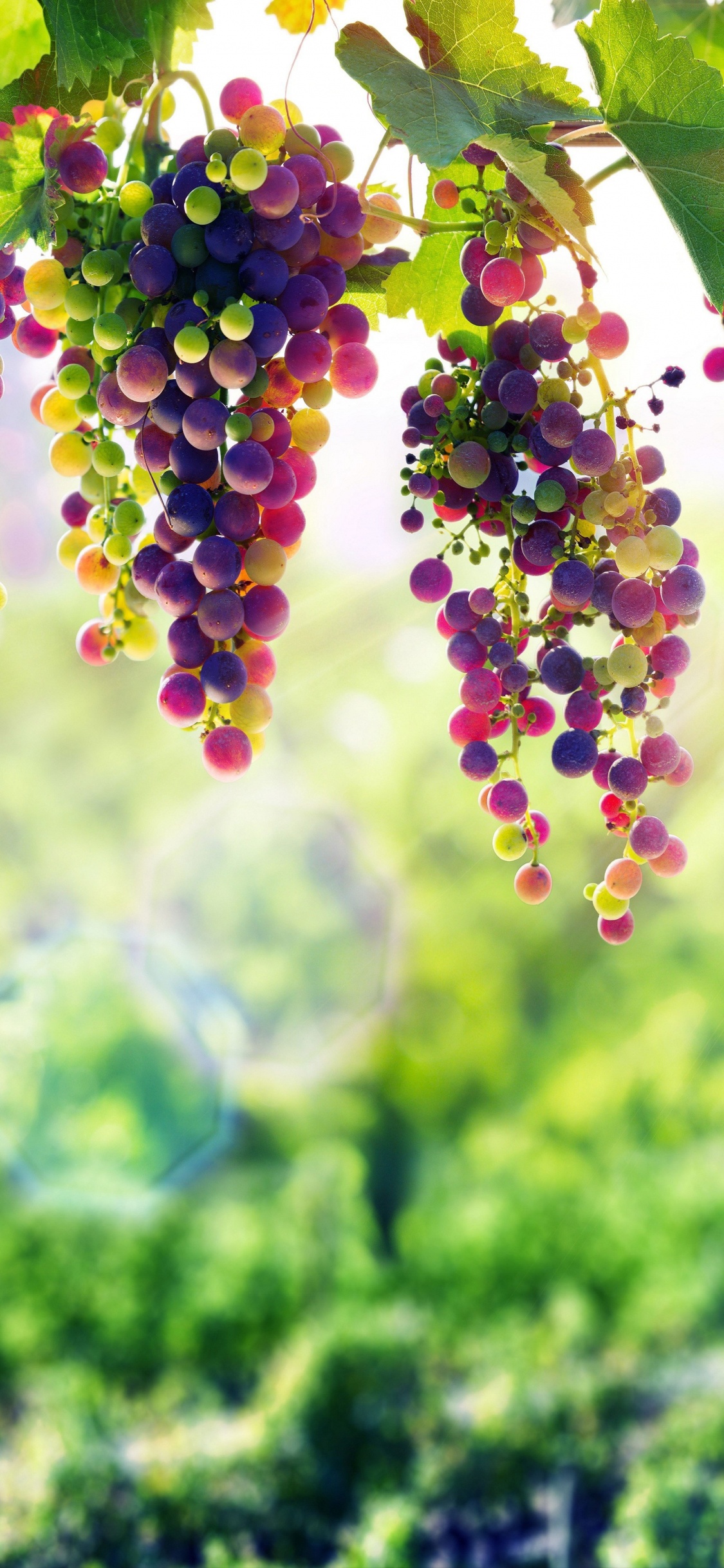 Traube, Lavendel, Gr, Botanik, Frühjahr. Wallpaper in 1125x2436 Resolution