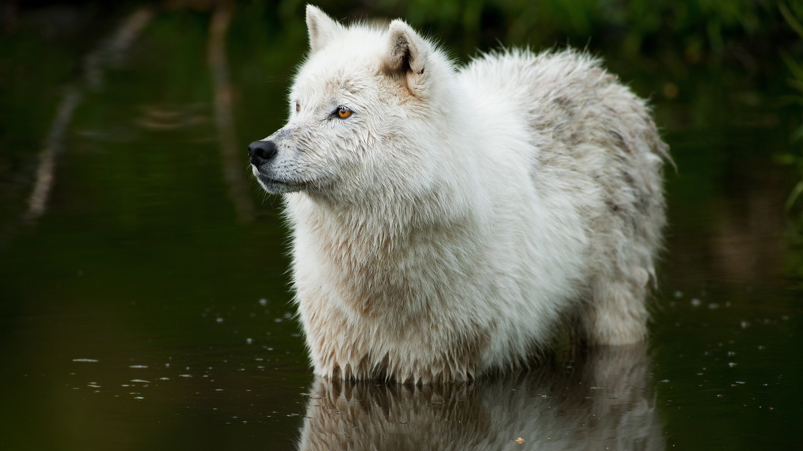 Loup Blanc Sur L'eau Pendant la Journée. Wallpaper in 2560x1440 Resolution