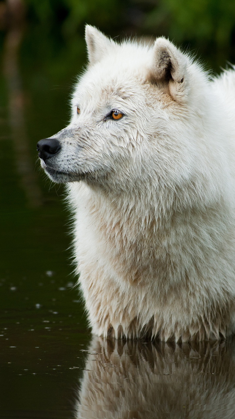 Loup Blanc Sur L'eau Pendant la Journée. Wallpaper in 750x1334 Resolution