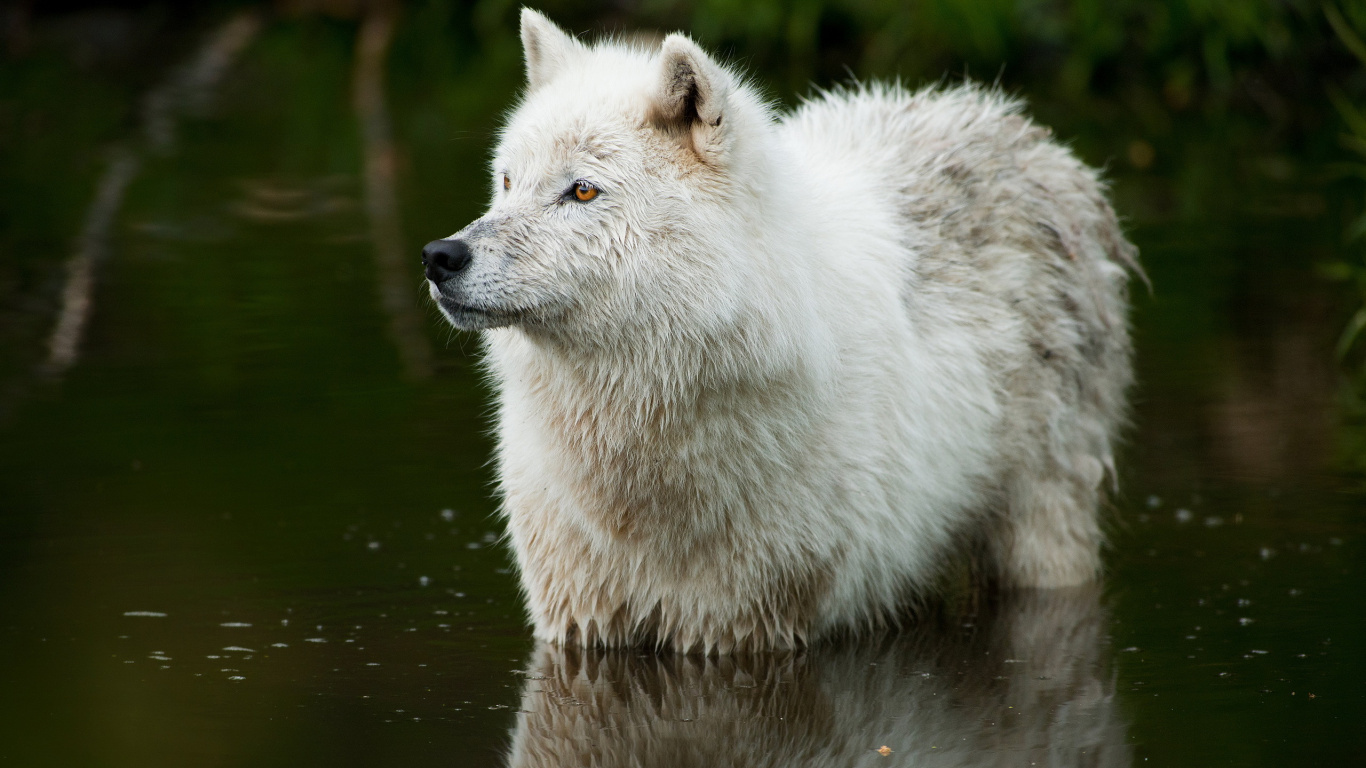 Weißer Wolf Tagsüber Auf Dem Wasser. Wallpaper in 1366x768 Resolution