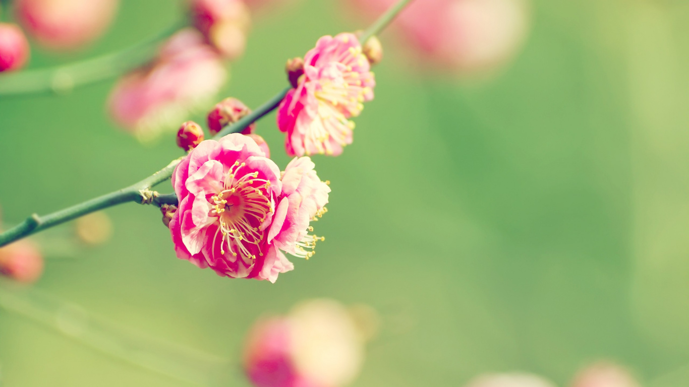 Pink and White Flower in Tilt Shift Lens. Wallpaper in 1366x768 Resolution