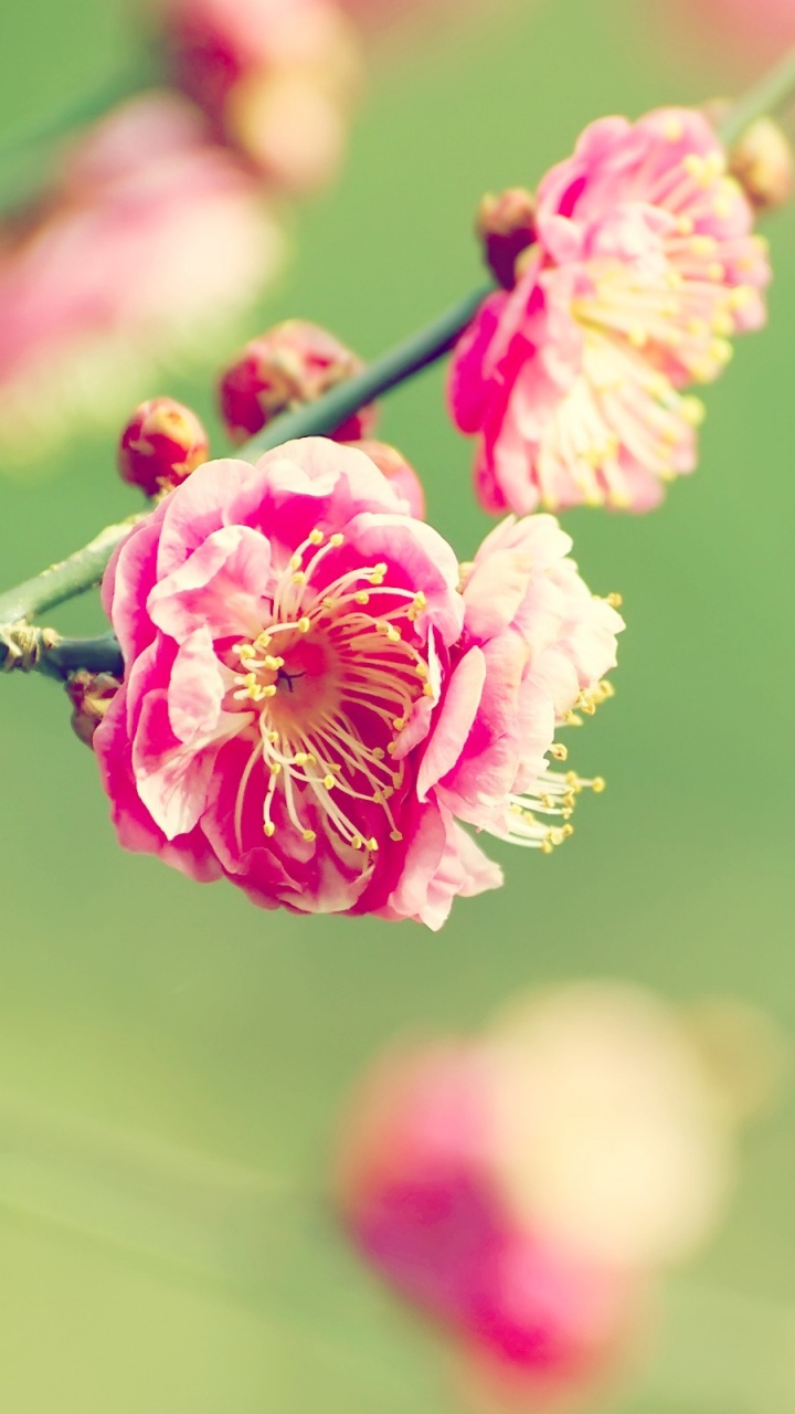 Pink and White Flower in Tilt Shift Lens. Wallpaper in 720x1280 Resolution