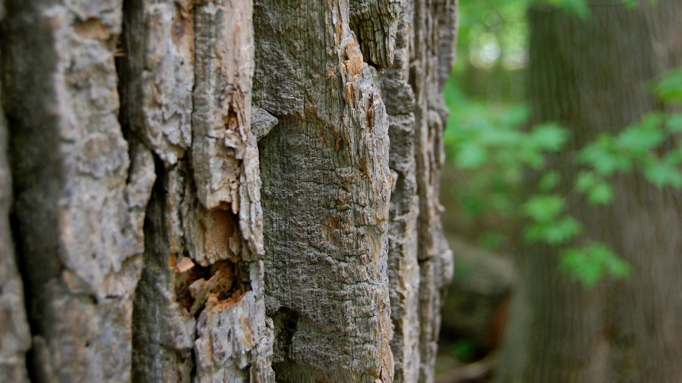 Brown Tree Trunk During Daytime. Wallpaper in 1366x768 Resolution