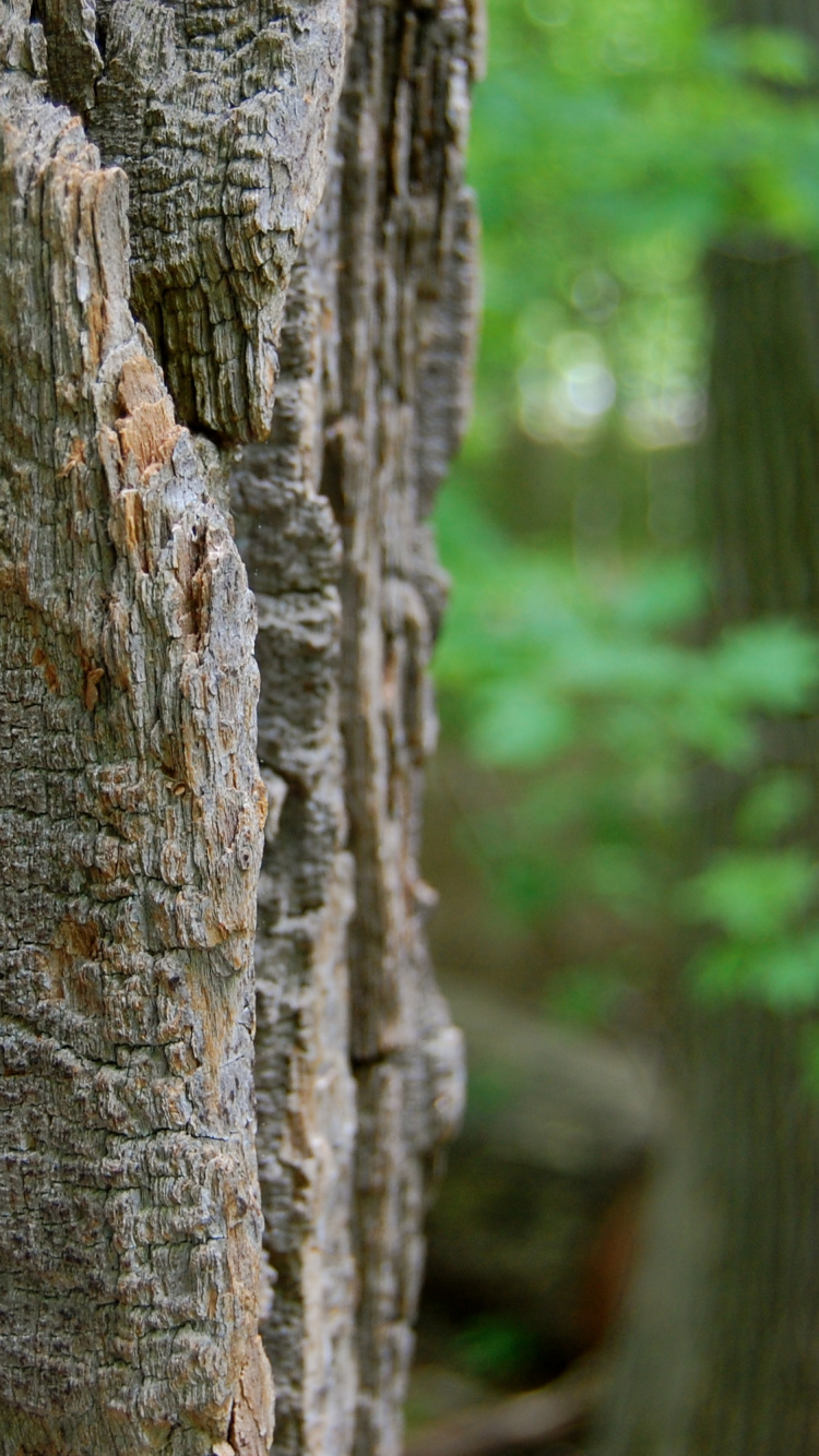Tronco de Árbol Marrón Durante el Día. Wallpaper in 750x1334 Resolution