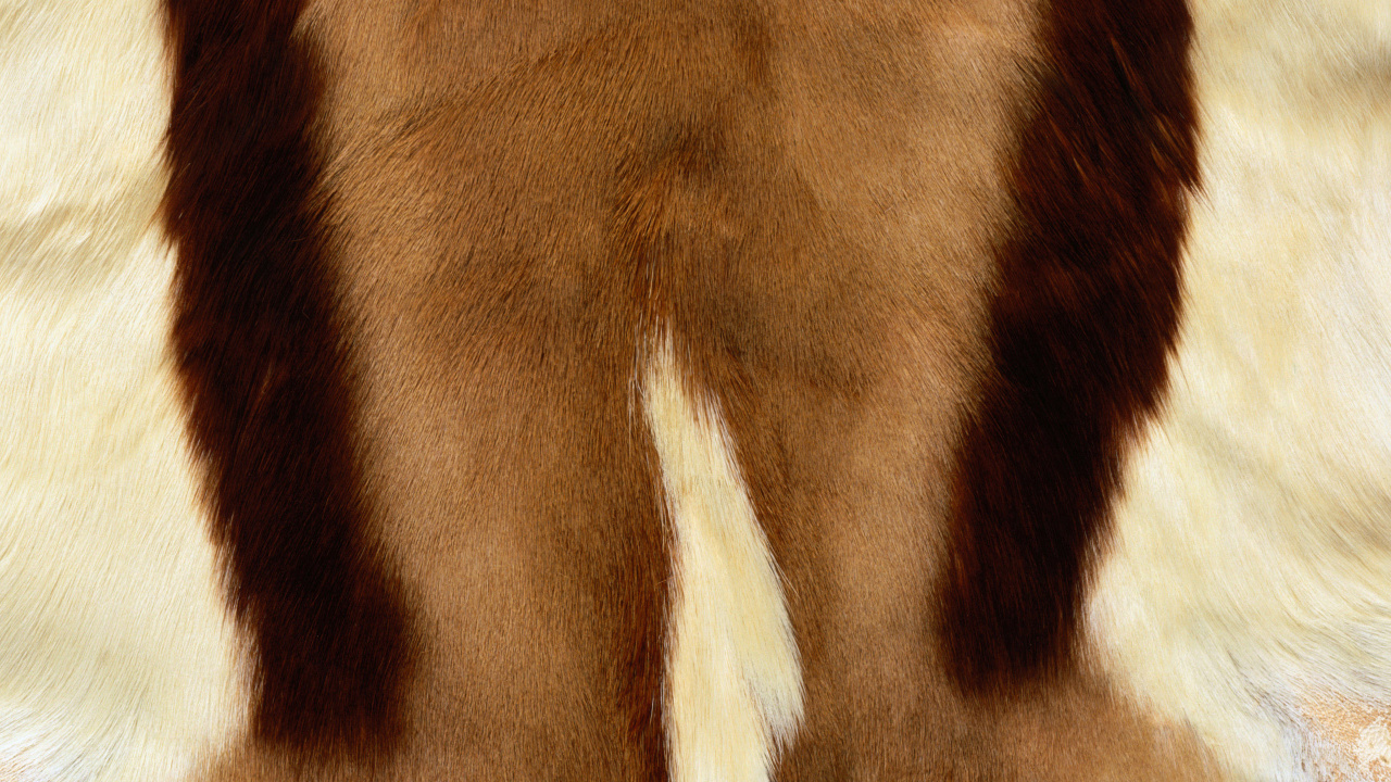 Brown and White Fur Textile. Wallpaper in 1280x720 Resolution