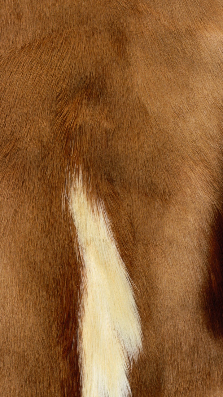 Brown and White Fur Textile. Wallpaper in 720x1280 Resolution