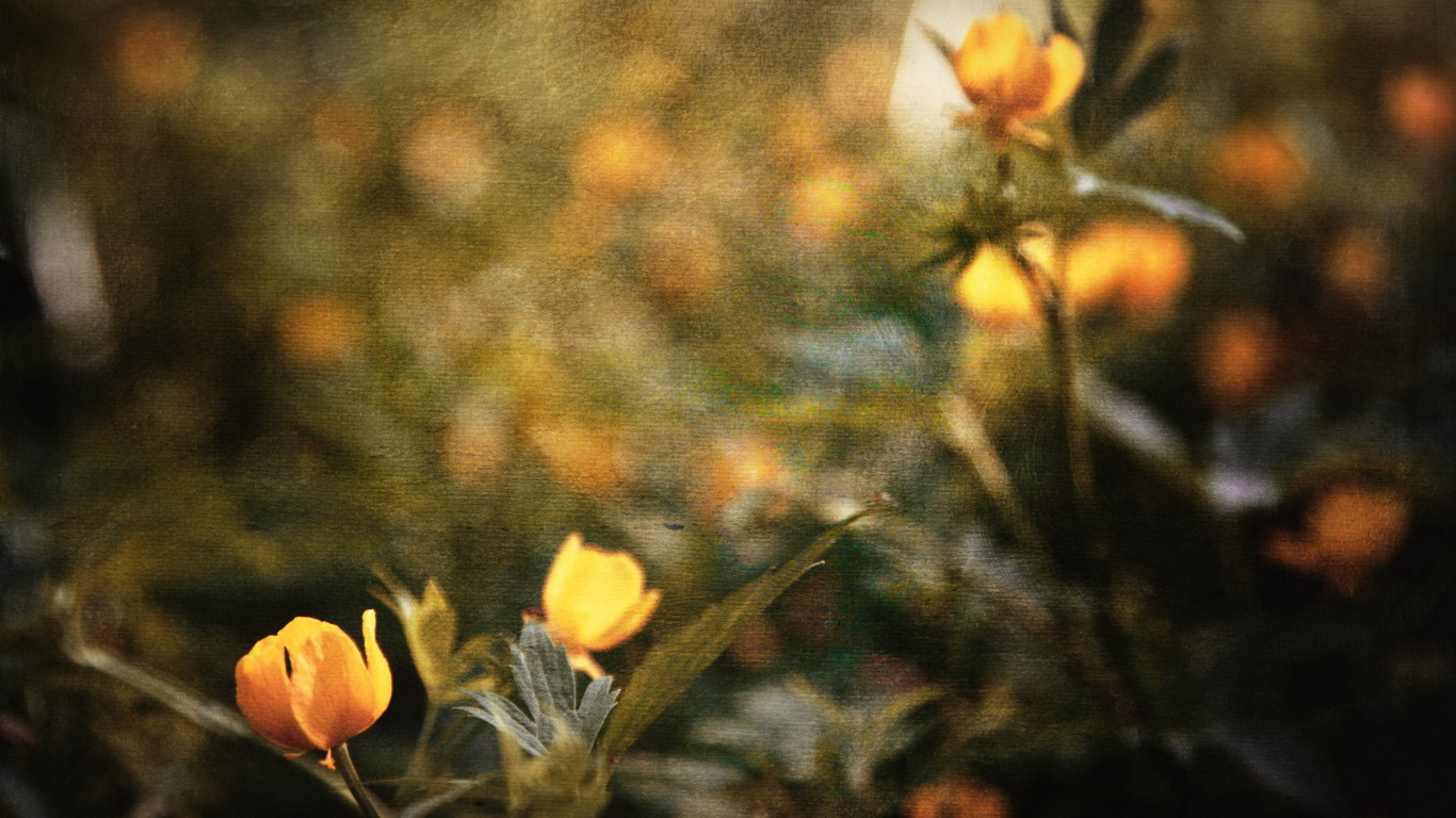 Gelbe Blumen in Tilt-Shift-Linse. Wallpaper in 1366x768 Resolution