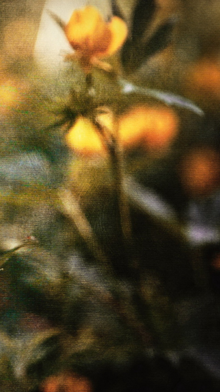 野花, 植物干, 黄色的, Bud, 弹簧 壁纸 750x1334 允许