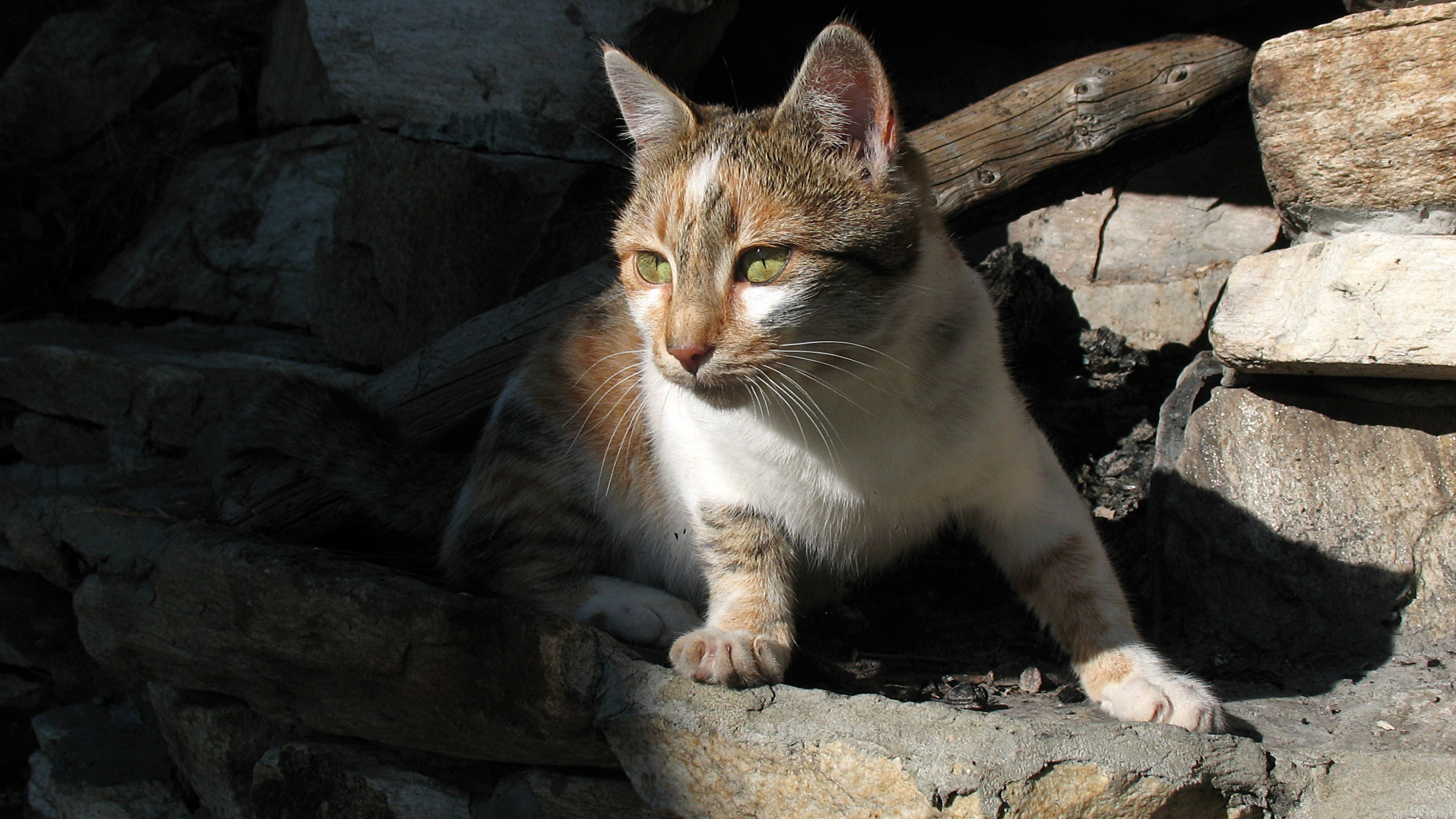 White and Brown Cat on Gray Rock. Wallpaper in 2560x1440 Resolution