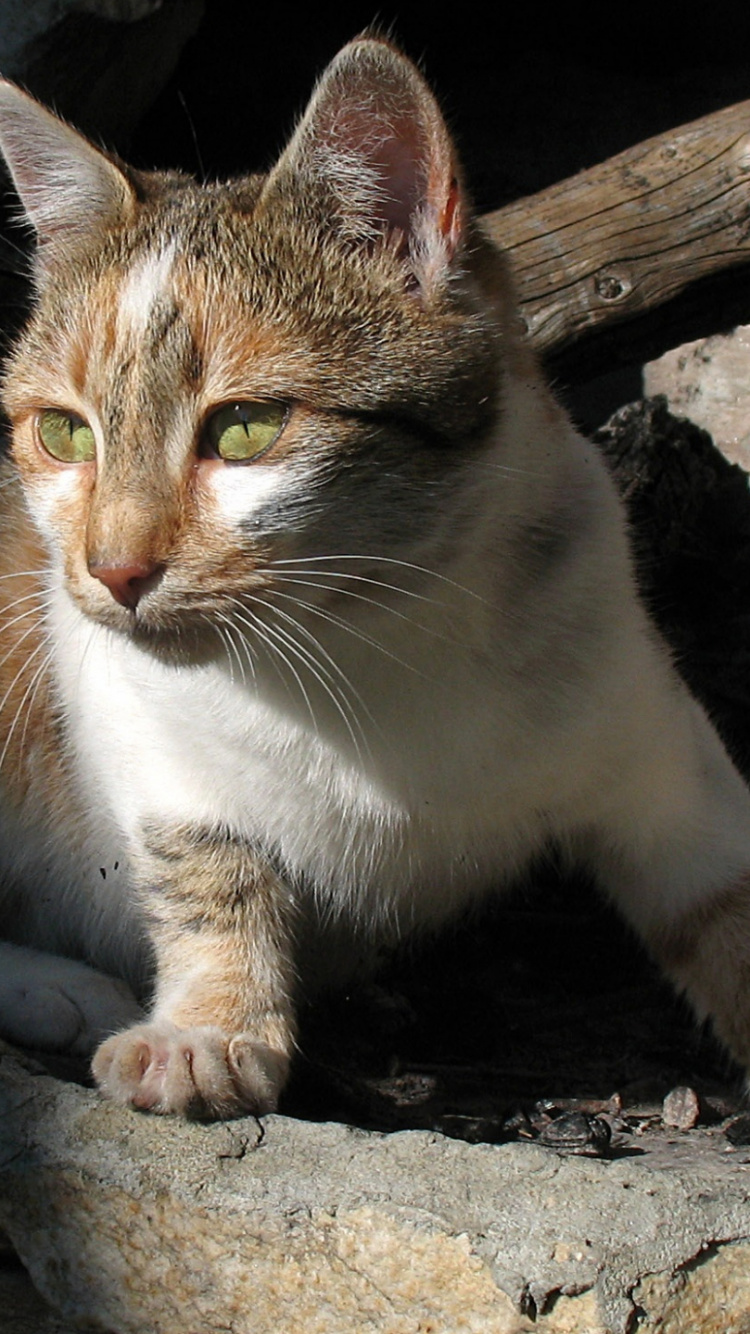 White and Brown Cat on Gray Rock. Wallpaper in 750x1334 Resolution