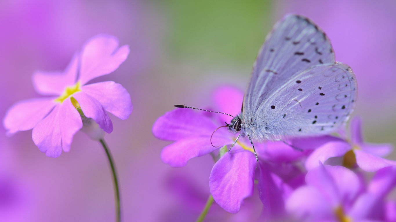Papillon Blanc et Gris Perché Sur Une Fleur Pourpre en Photographie Rapprochée Pendant la Journée. Wallpaper in 1366x768 Resolution