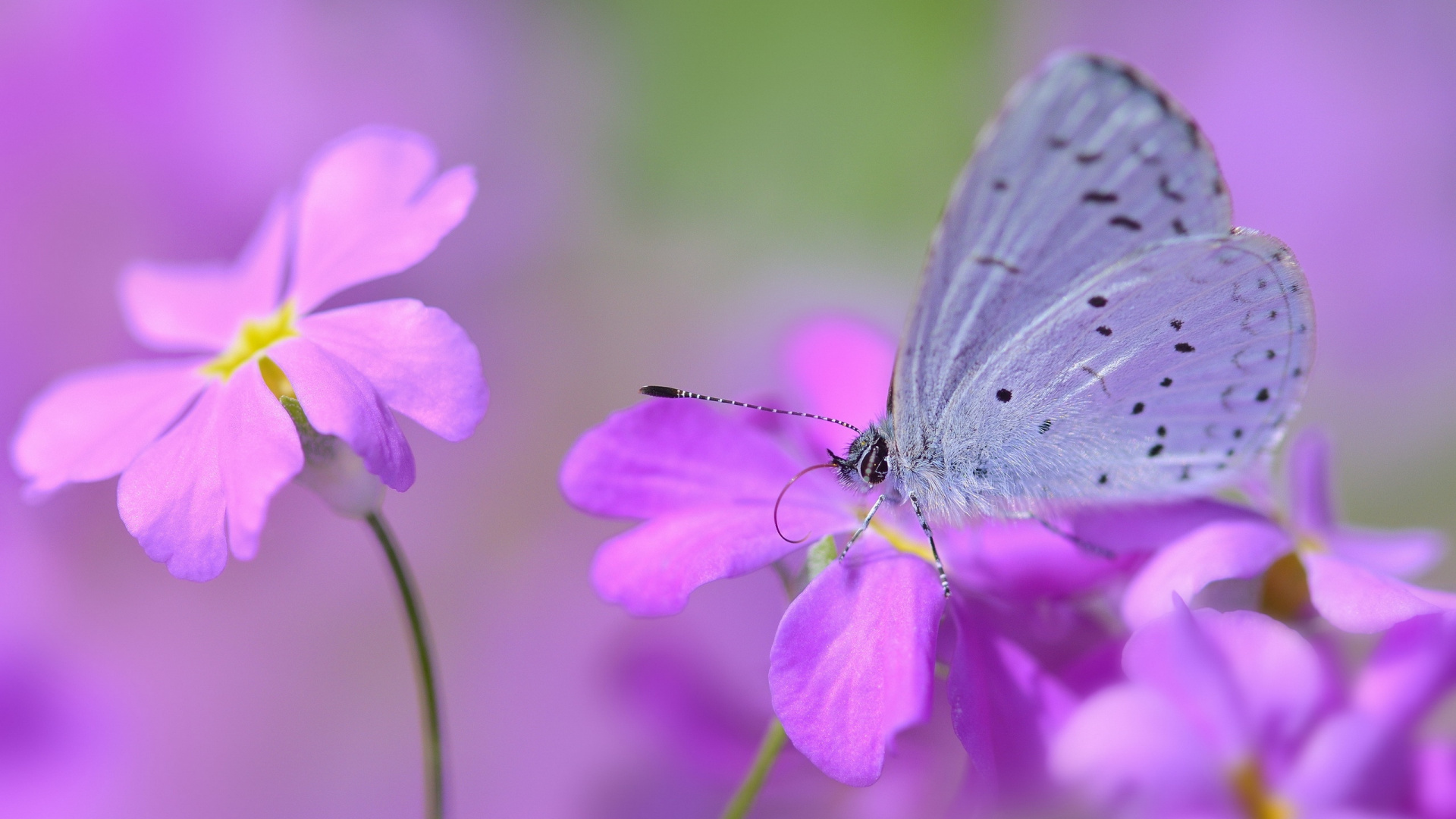 White and Gray Butterfly Perched on Purple Flower in Close up Photography During Daytime. Wallpaper in 1920x1080 Resolution