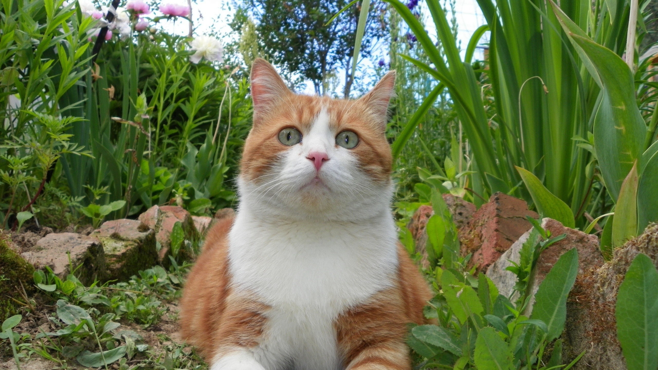 Orange-weiße Katze Auf Grünem Gras. Wallpaper in 1280x720 Resolution