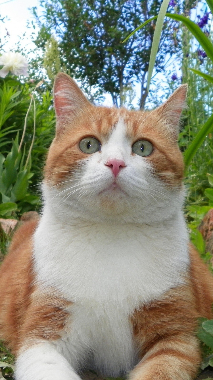 Orange and White Cat on Green Grass. Wallpaper in 750x1334 Resolution