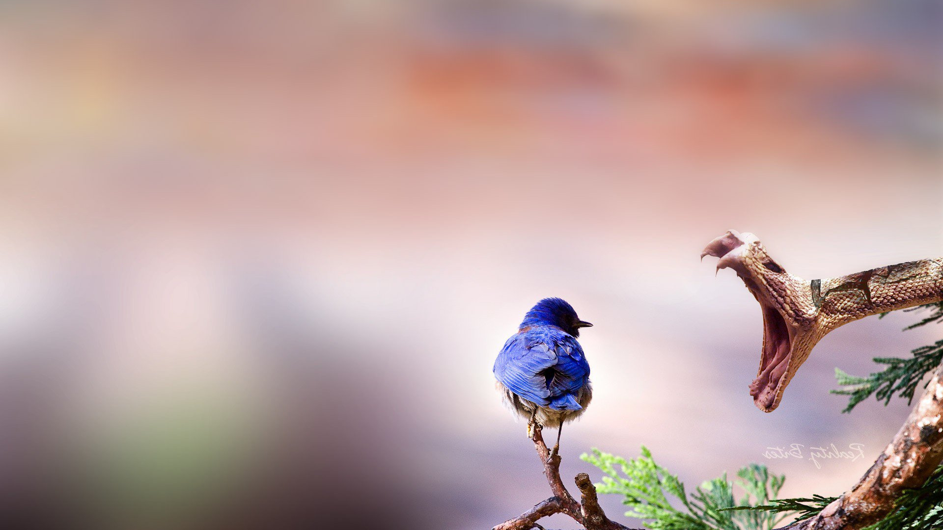 Blue and Brown Bird on Green Plant. Wallpaper in 1920x1080 Resolution