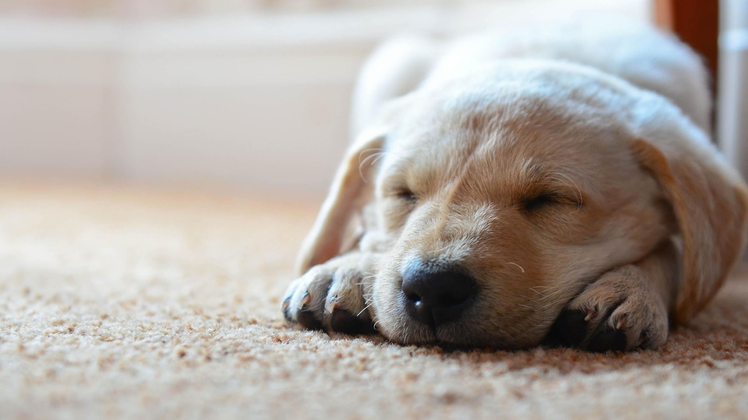 Labrador Retriever Amarillo Acostado Sobre Una Alfombra Marrón. Wallpaper in 2560x1440 Resolution