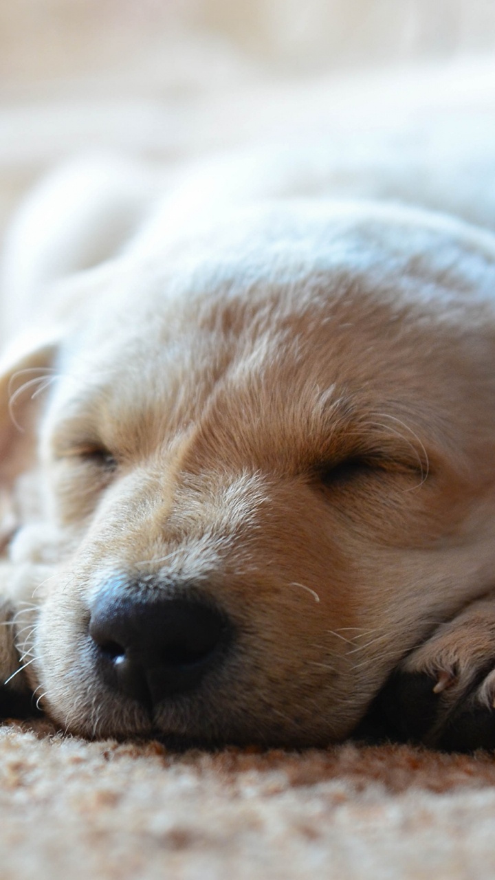 Labrador Retriever Amarillo Acostado Sobre Una Alfombra Marrón. Wallpaper in 720x1280 Resolution