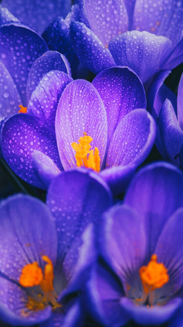 Crocus, Purple, Ostéospermum en Rose, Bouquet de Fleurs, Botanique. Wallpaper in 720x1280 Resolution