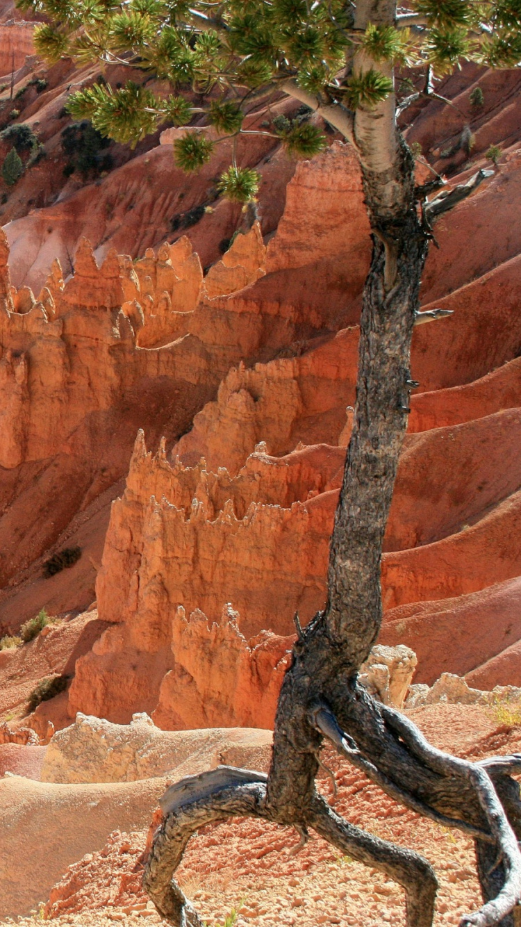 Brown Rock Formation During Daytime. Wallpaper in 750x1334 Resolution