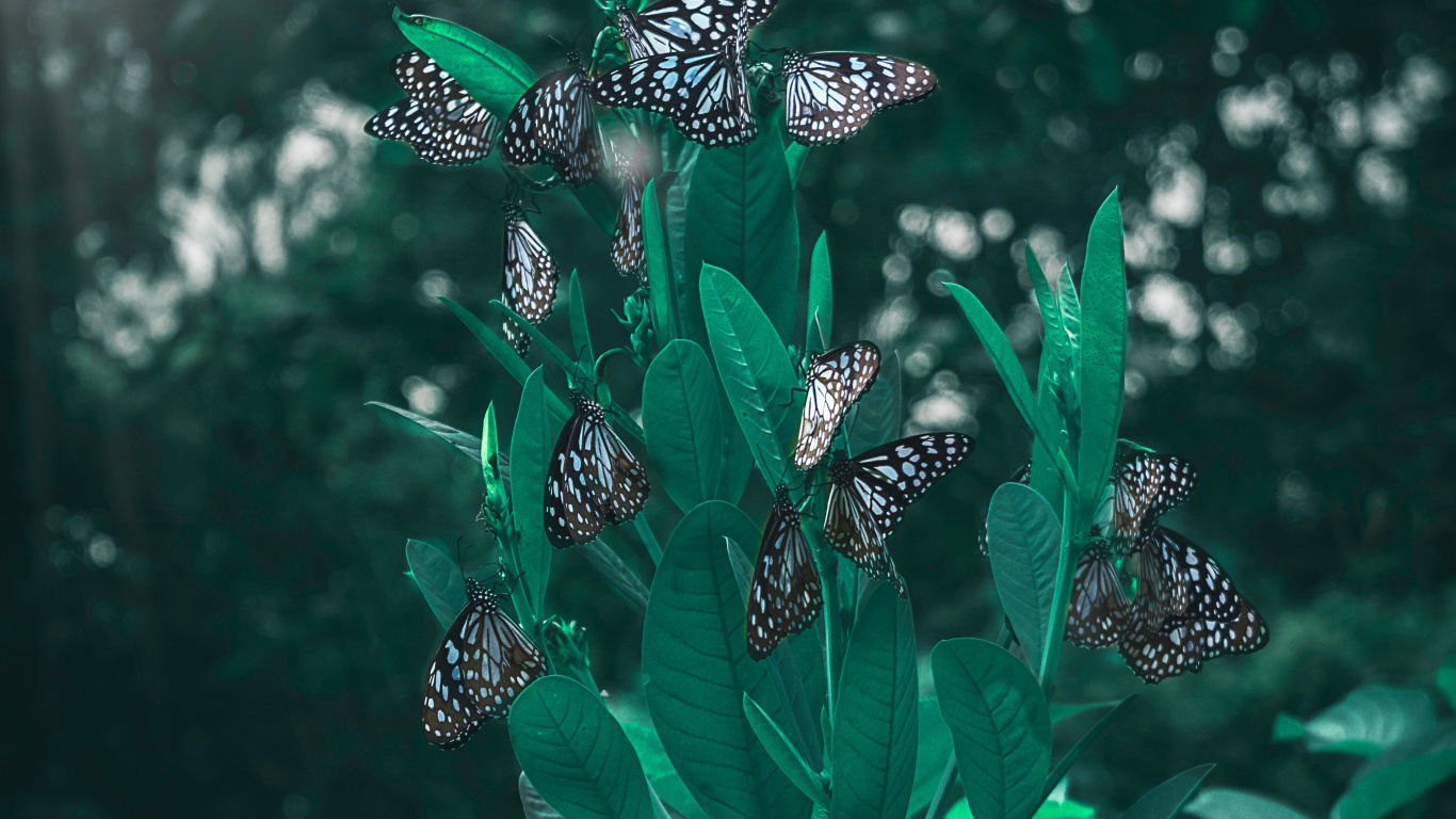 Lepidoptera, Green, Leaf, Plant, Flower. Wallpaper in 1366x768 Resolution