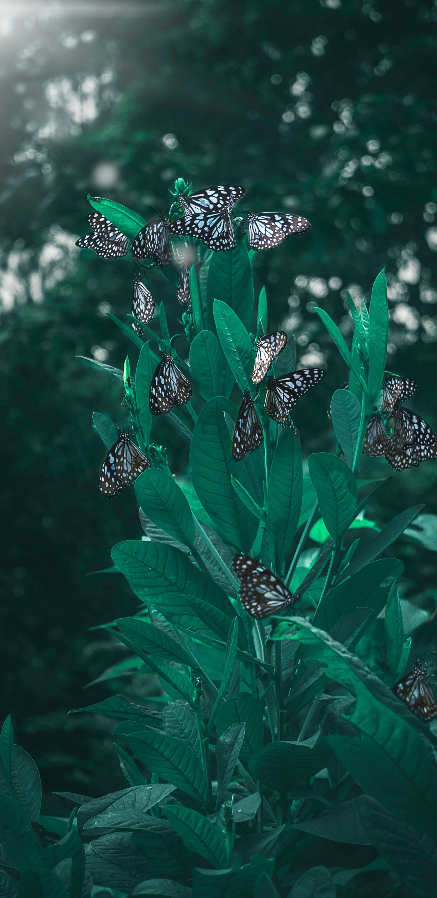 Lepidoptera, Green, Leaf, Plant, Flower. Wallpaper in 1440x2960 Resolution