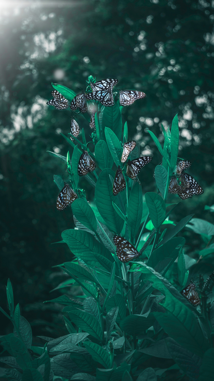 Lepidoptera, Green, Leaf, Plant, Flower. Wallpaper in 750x1334 Resolution