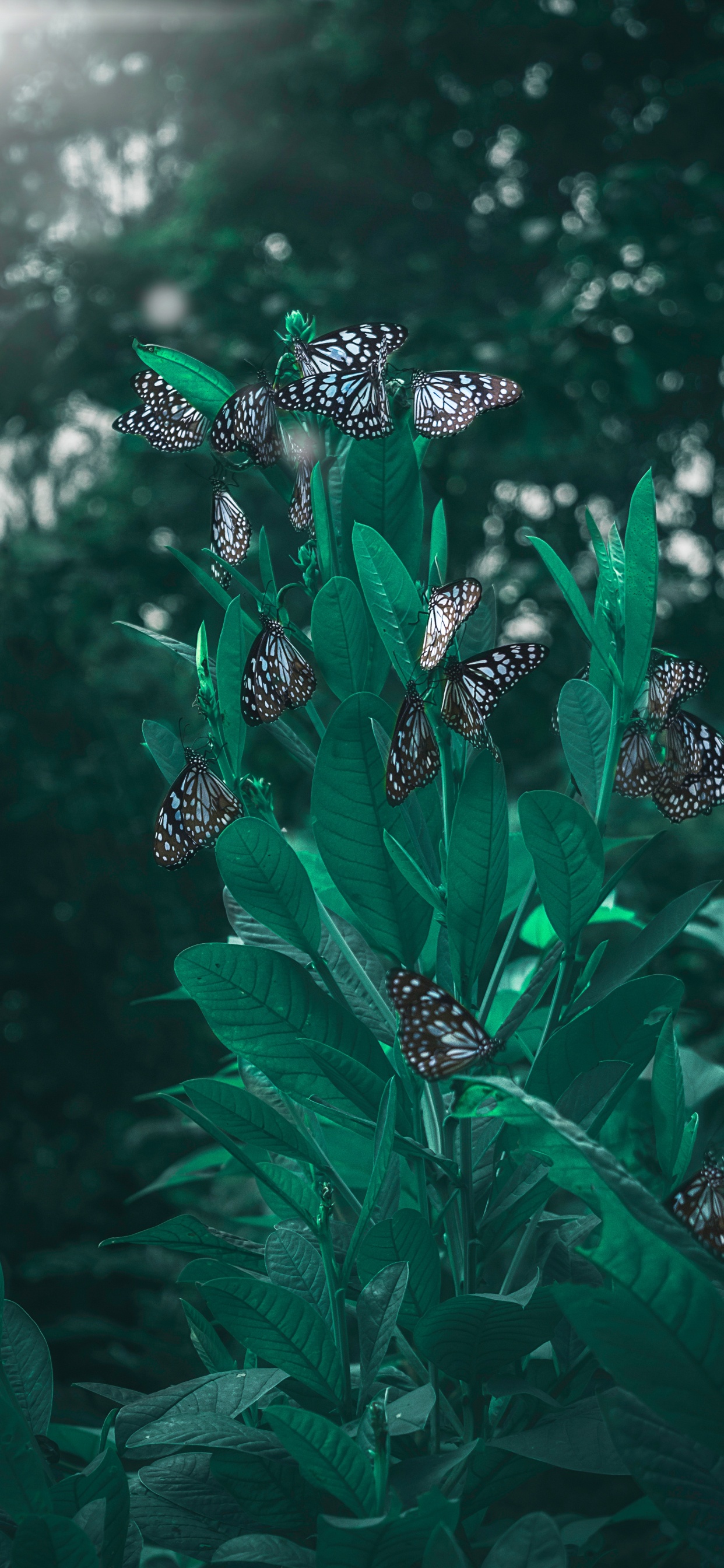 Les Lépidoptères, Green, Feuille, Botanique, Insecte. Wallpaper in 1242x2688 Resolution