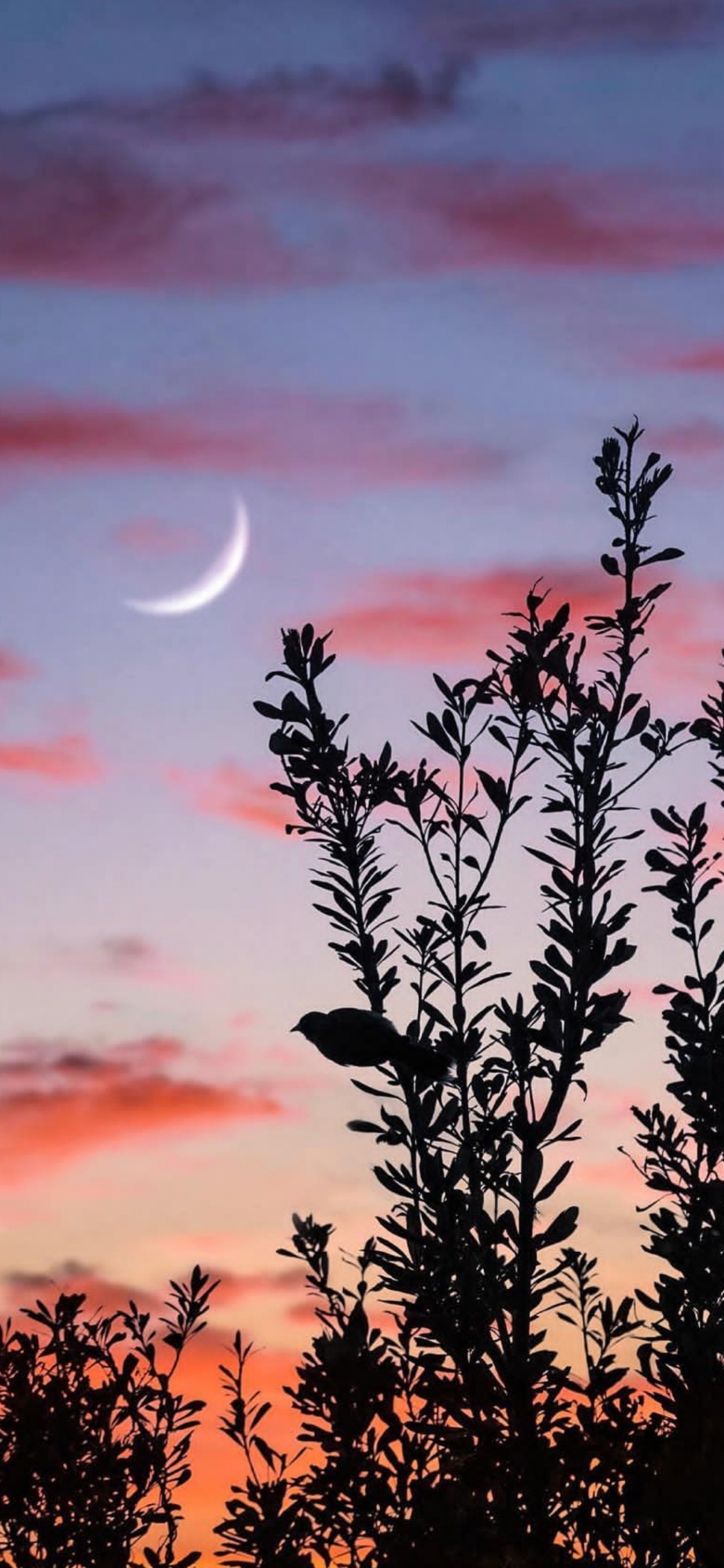 Moon, Cloud, Atmosphere, Ecoregion, Plant. Wallpaper in 1125x2436 Resolution